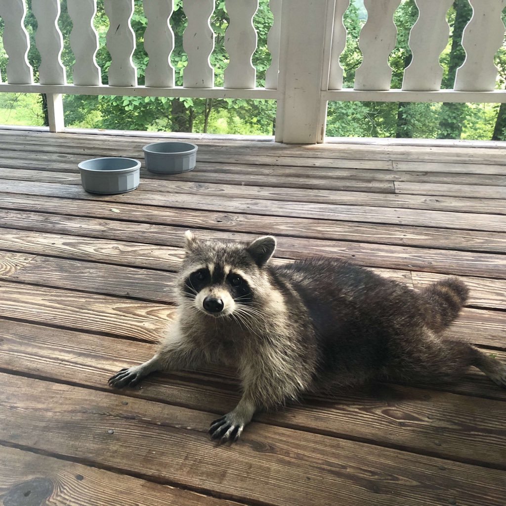 Recently, a pregnant raccoon often hung out in our yard ... and this is what we have now - Raccoon, Milota, Small, The photo, Animals, Food, Longpost