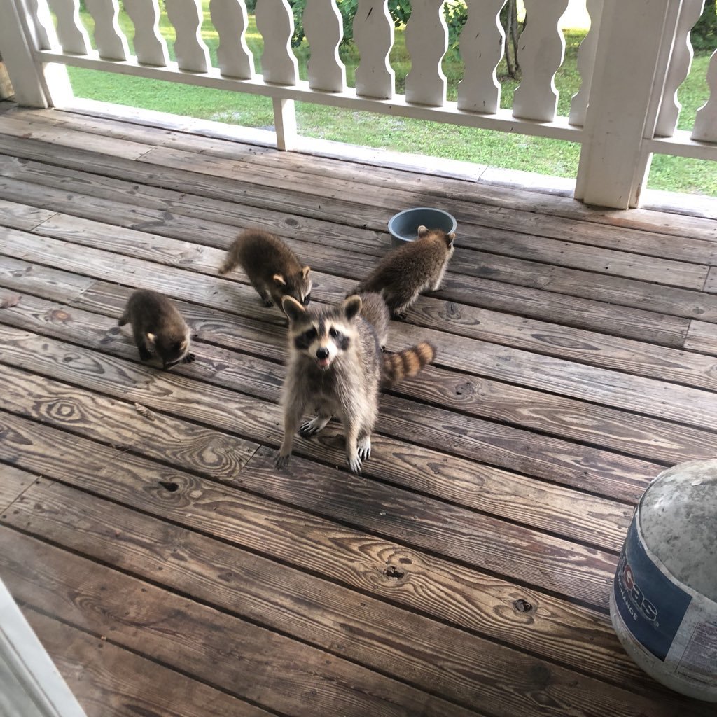 Recently, a pregnant raccoon often hung out in our yard ... and this is what we have now - Raccoon, Milota, Small, The photo, Animals, Food, Longpost