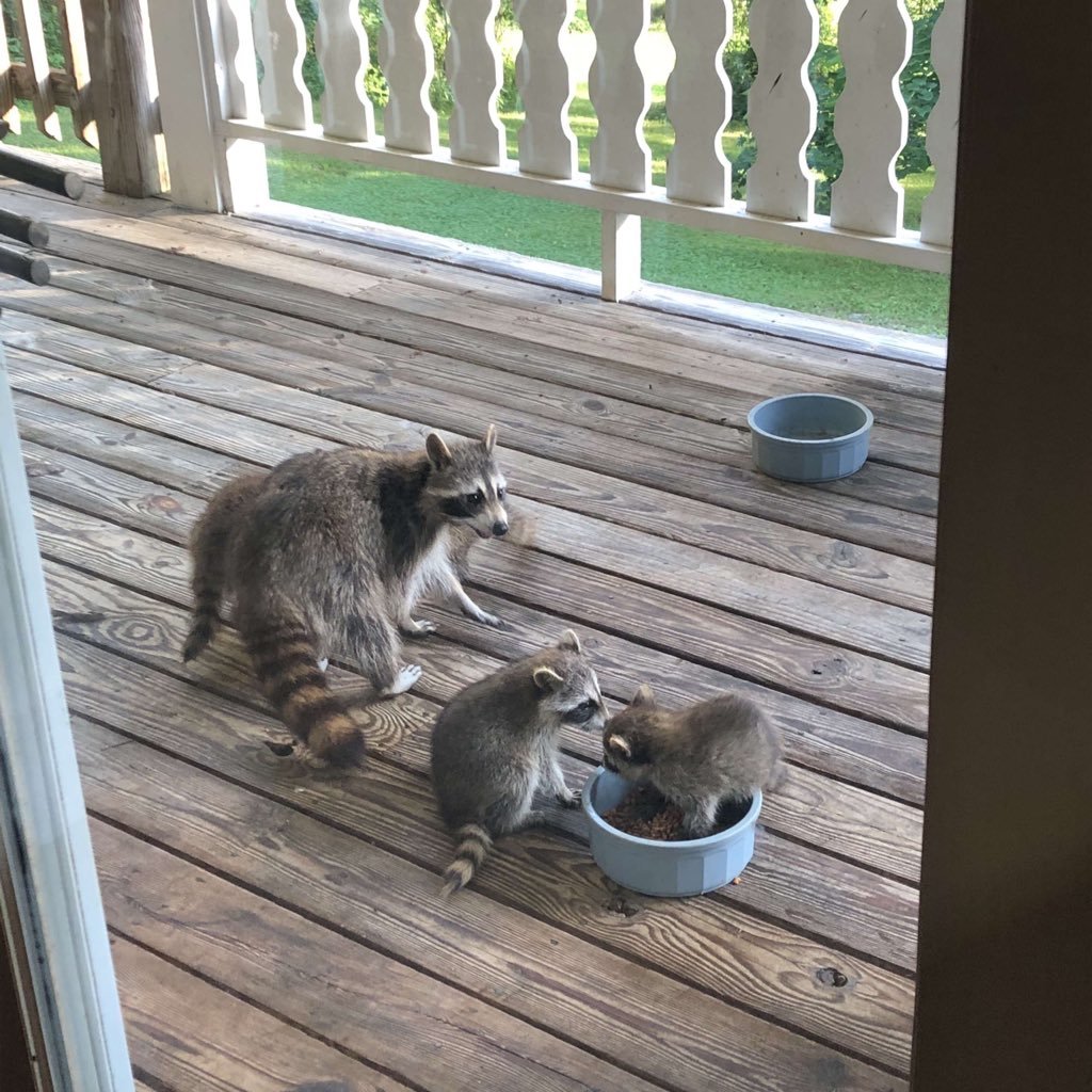 Recently, a pregnant raccoon often hung out in our yard ... and this is what we have now - Raccoon, Milota, Small, The photo, Animals, Food, Longpost