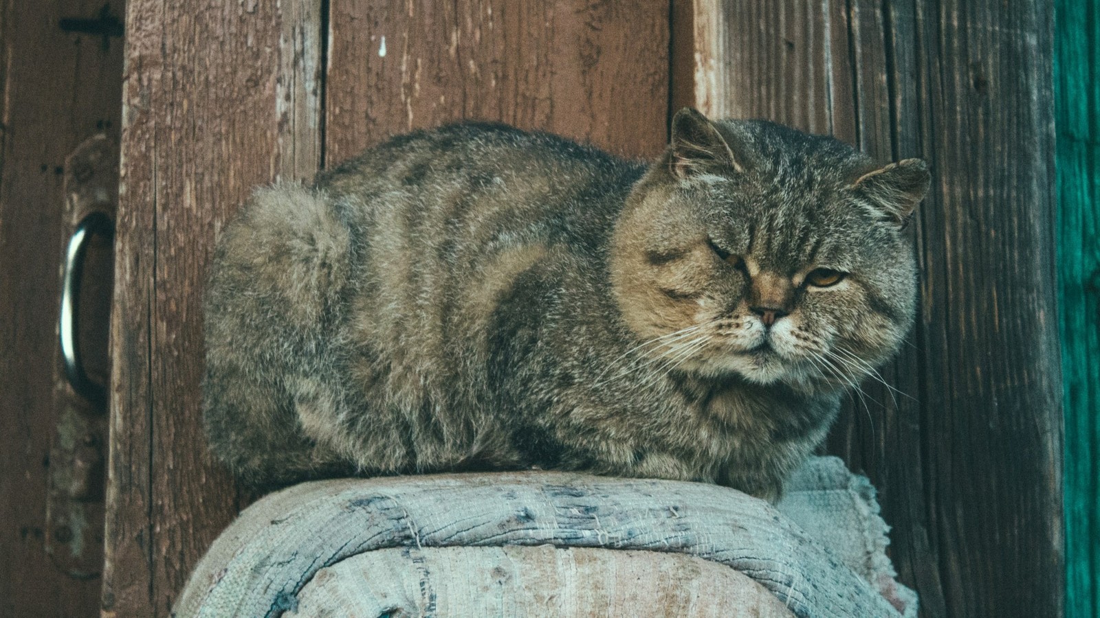 Provincial cats. - My, cat, Beginning photographer, Canon, First post, Longpost