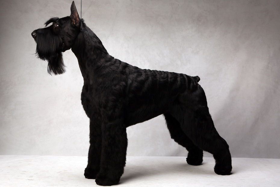 About breeds of dogs. - Dog, Dog breeds, Giant schnauzer, Standard Schnauzer, Schnauzers, Video, Longpost