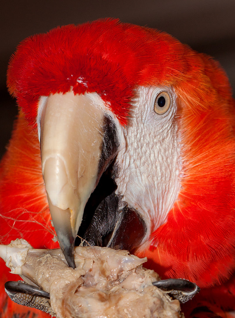 Macaws are very fond of chicken heads :) - My, Macaw parrots, Hen, , Longpost