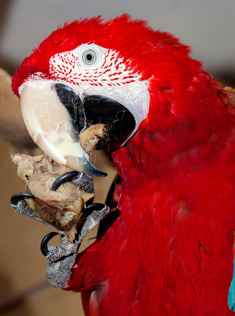 Macaws are very fond of chicken heads :) - My, Macaw parrots, Hen, , Longpost