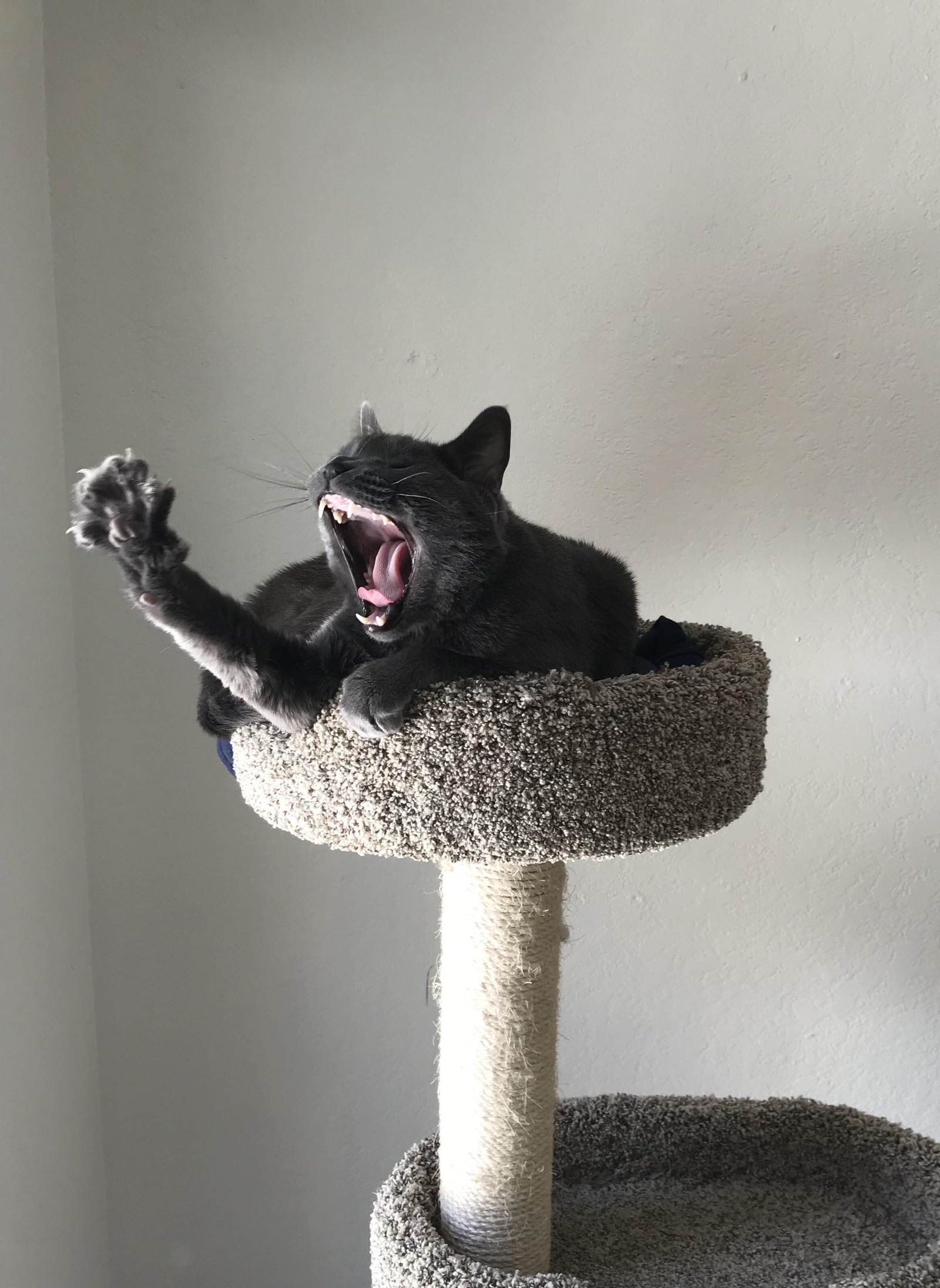 Yawning - cat, Yawn, The photo