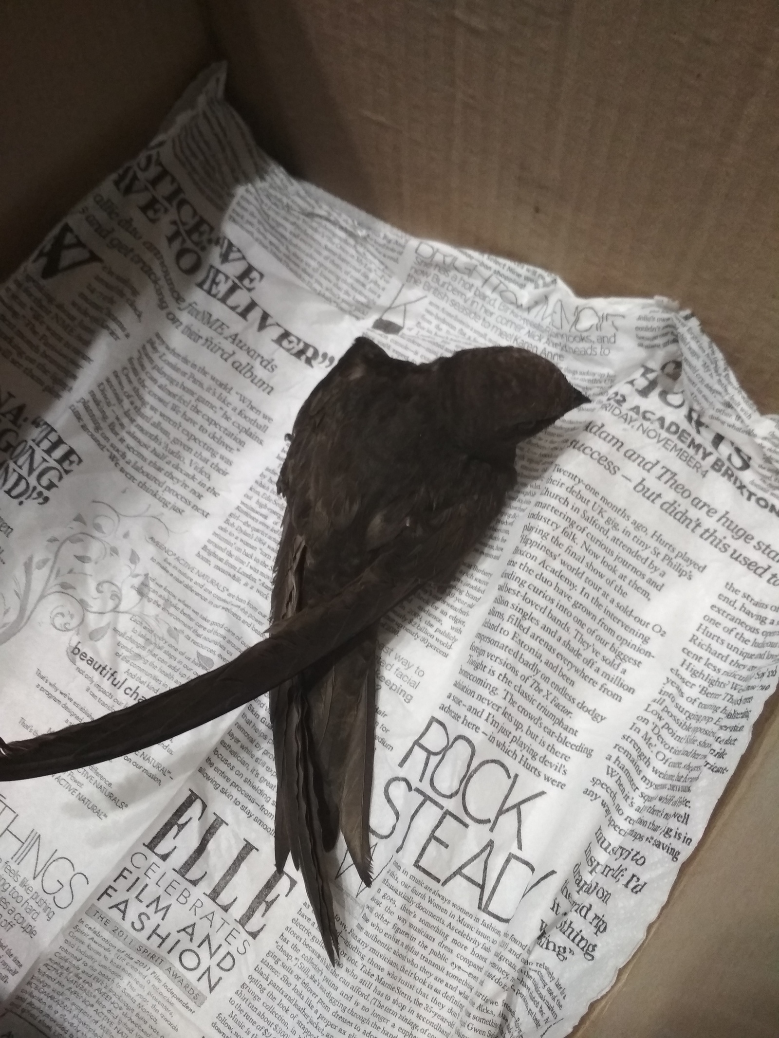 Strider needs help - My, Krasnodar, Help, Swift, Ornithology, Birds, In good hands, Vet, , Longpost