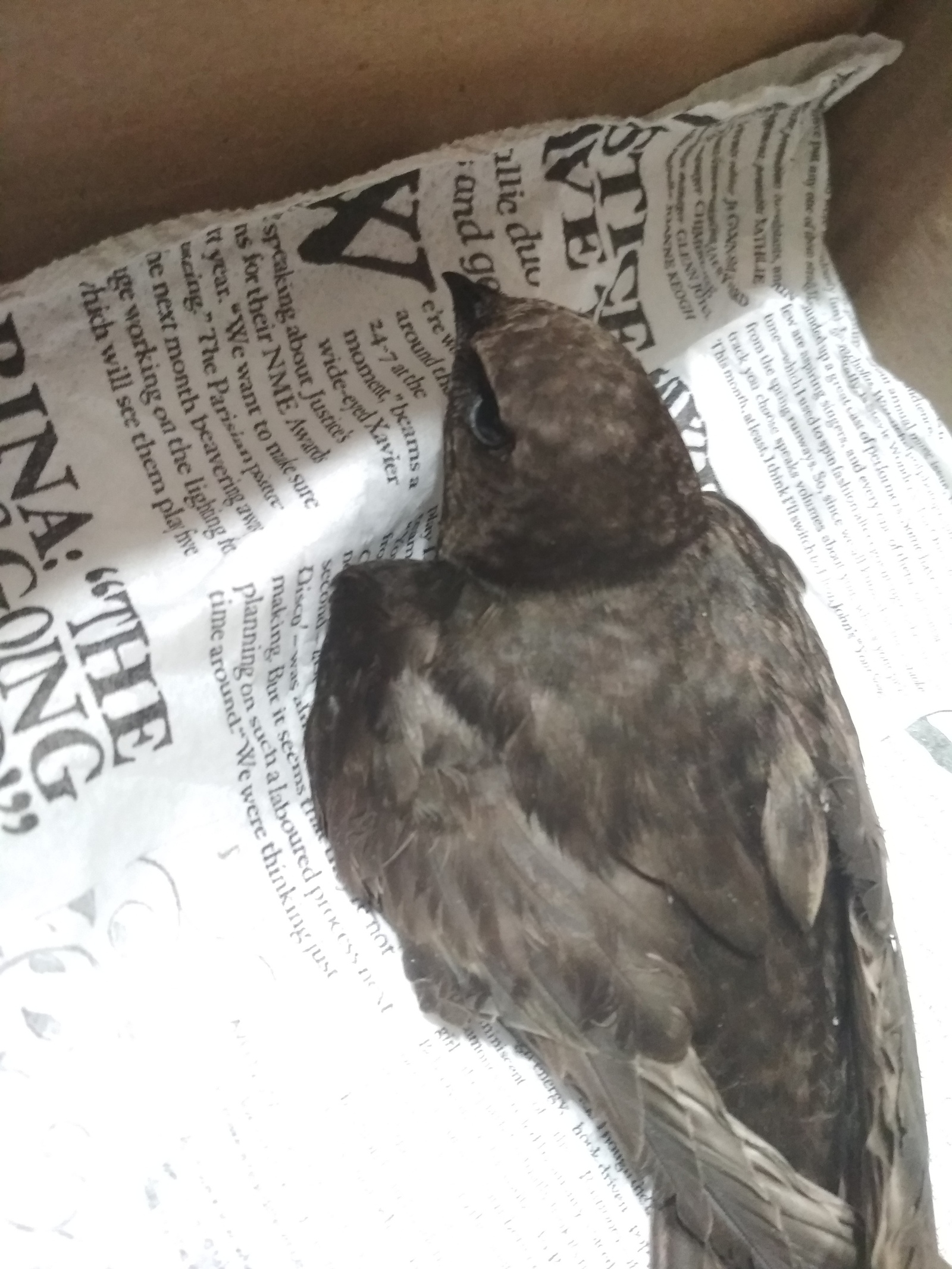 Strider needs help - My, Krasnodar, Help, Swift, Ornithology, Birds, In good hands, Vet, , Longpost