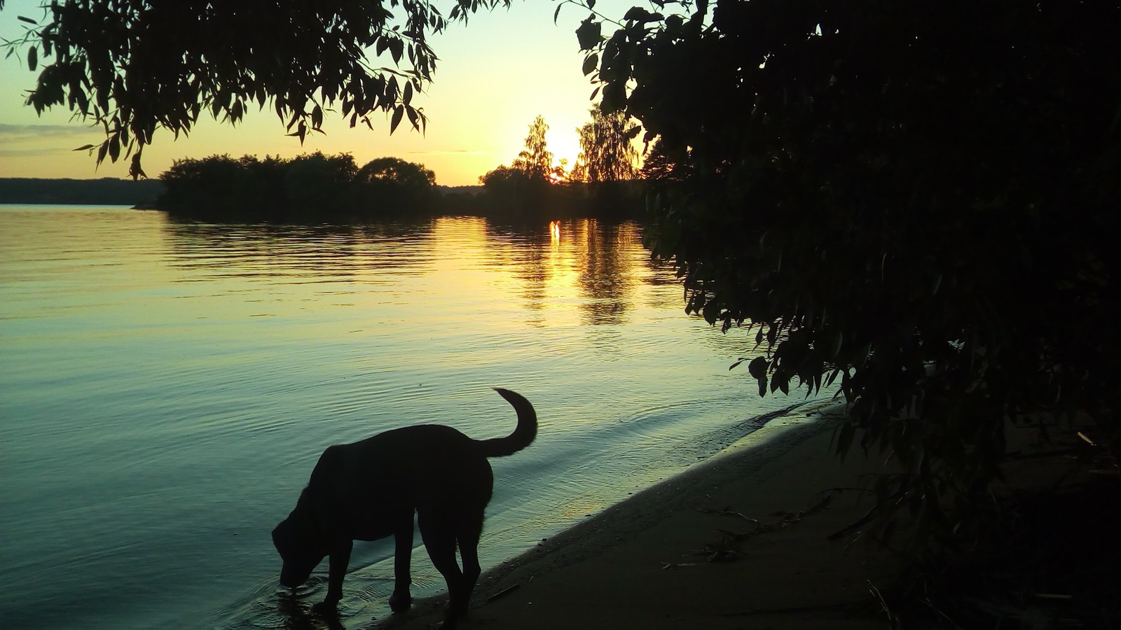 It's beautiful ... but I would like to drink some water))) - My, Sunset, Summer, Dog, Klyazminskoye Reservoir, beauty, Water, The photo