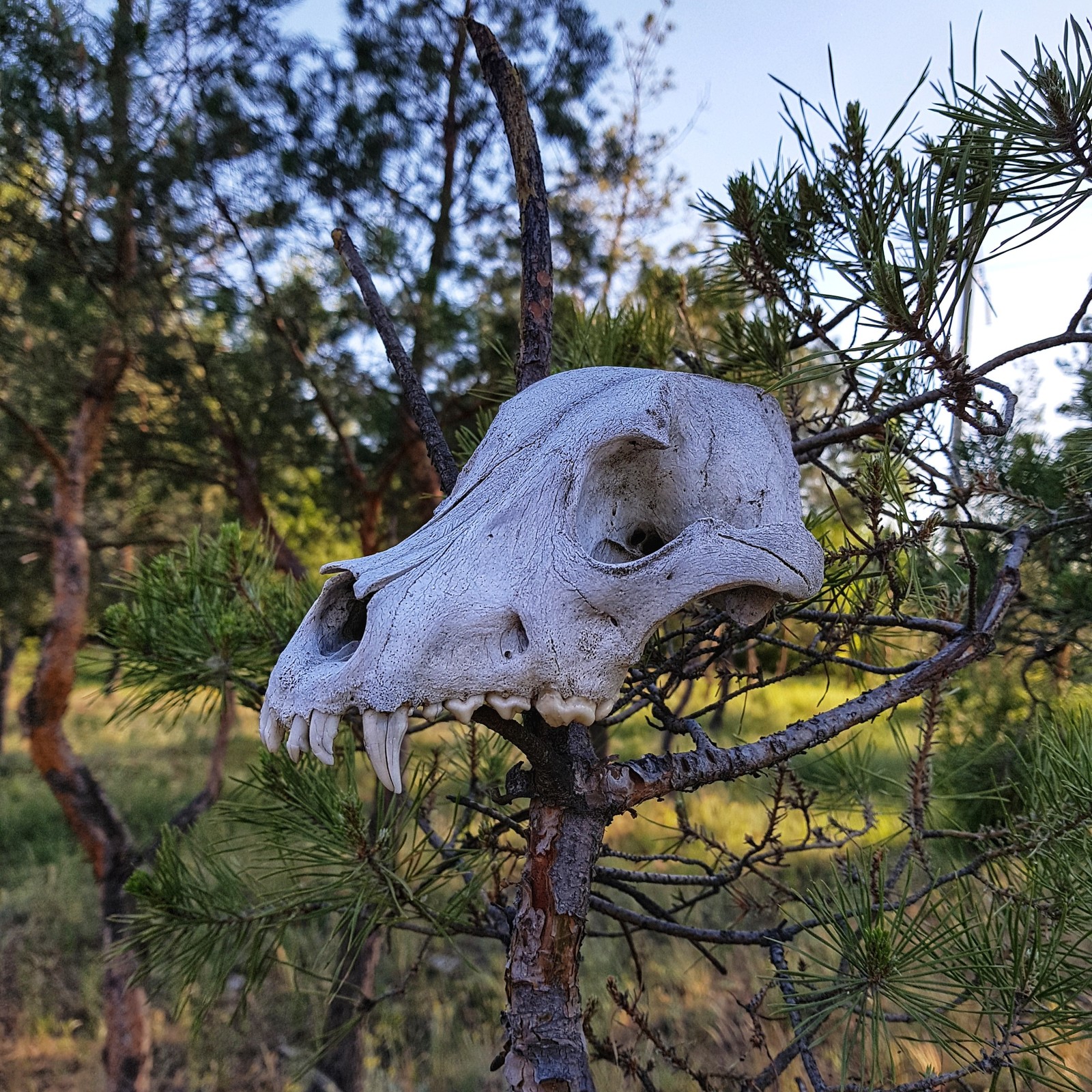 Walked through the forest - My, The photo, Photographer, Forest, Scull, Fearfully, Tree