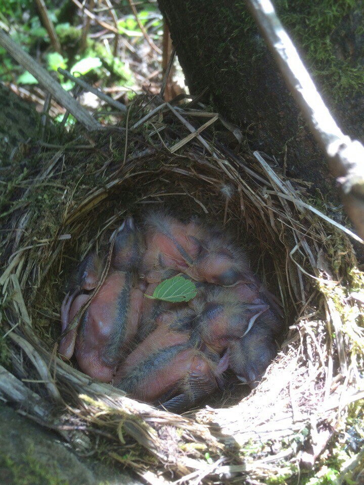 Fragility. - My, Nature, Practice, Nest, Birds