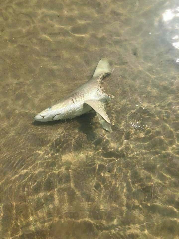 I probably won't swim today. - Shark, Australia, The photo