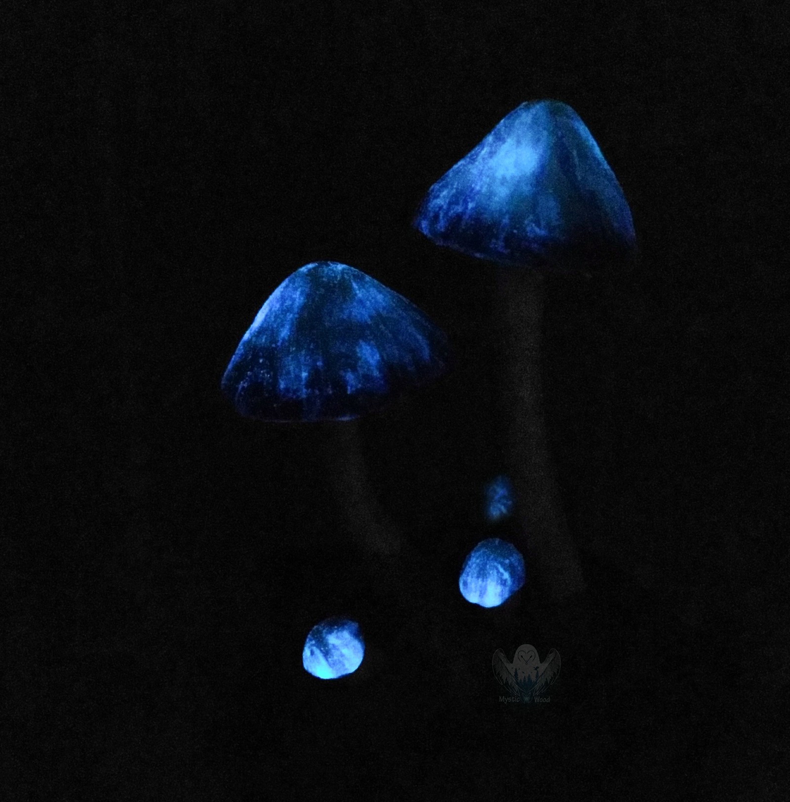 Blue Mushrooms - My, Mushrooms, Lamp, Polymer clay, Handmade, Needlework without process, Longpost