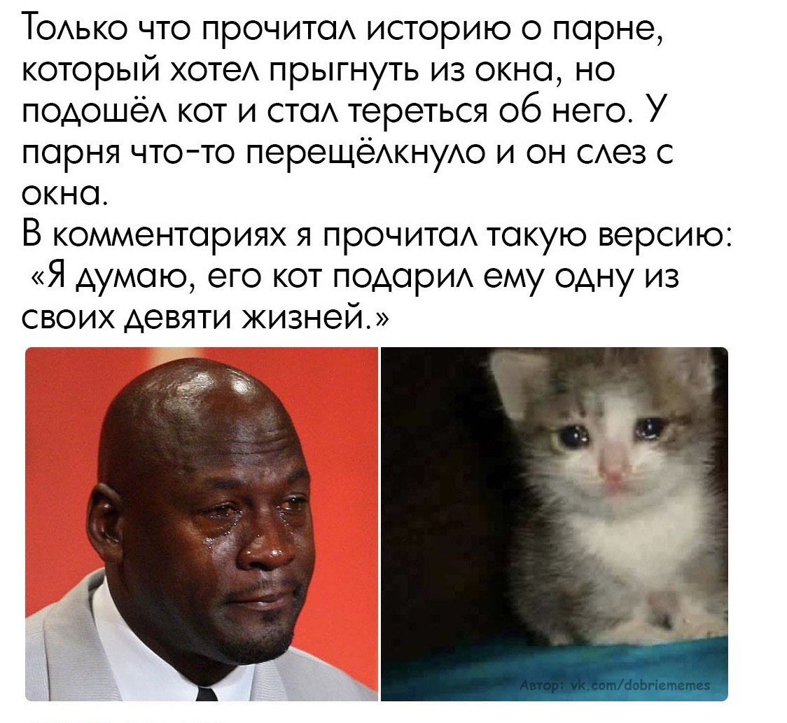 Something in my eye. - , cat, Kittens, Suicide, The rescue, Michael Jordan, Damn ninjas are cutting onions