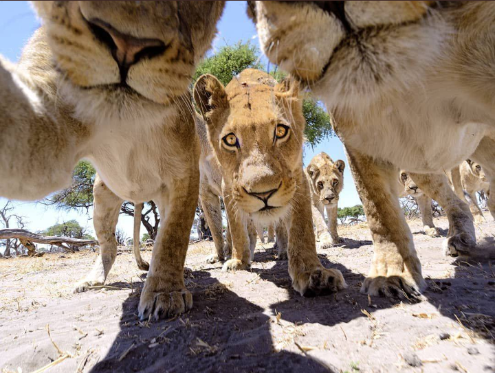 The guys have a new album coming out. - The photo, Animals, a lion, Lioness