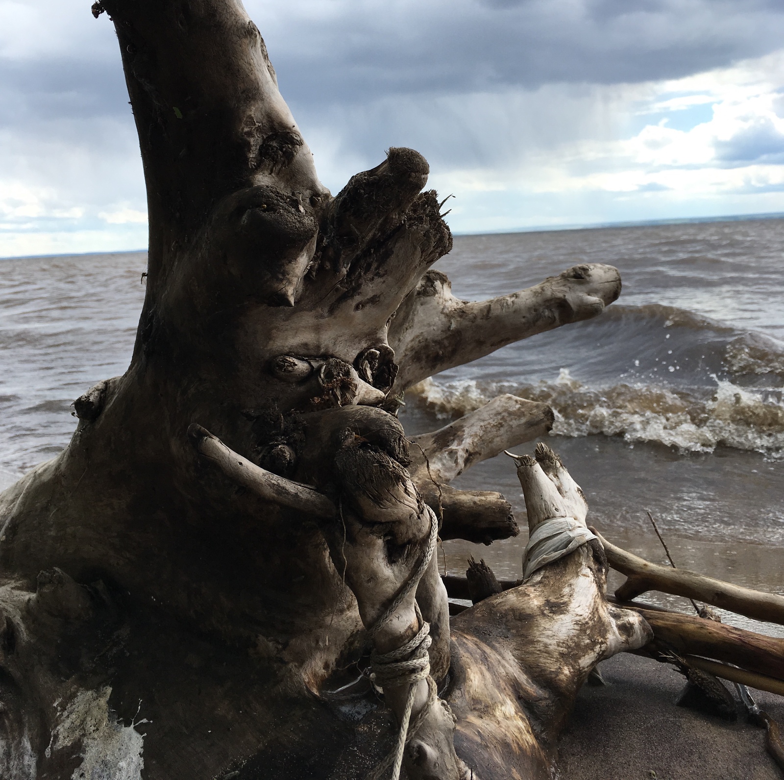 Along the shore - My, Stump, Shore