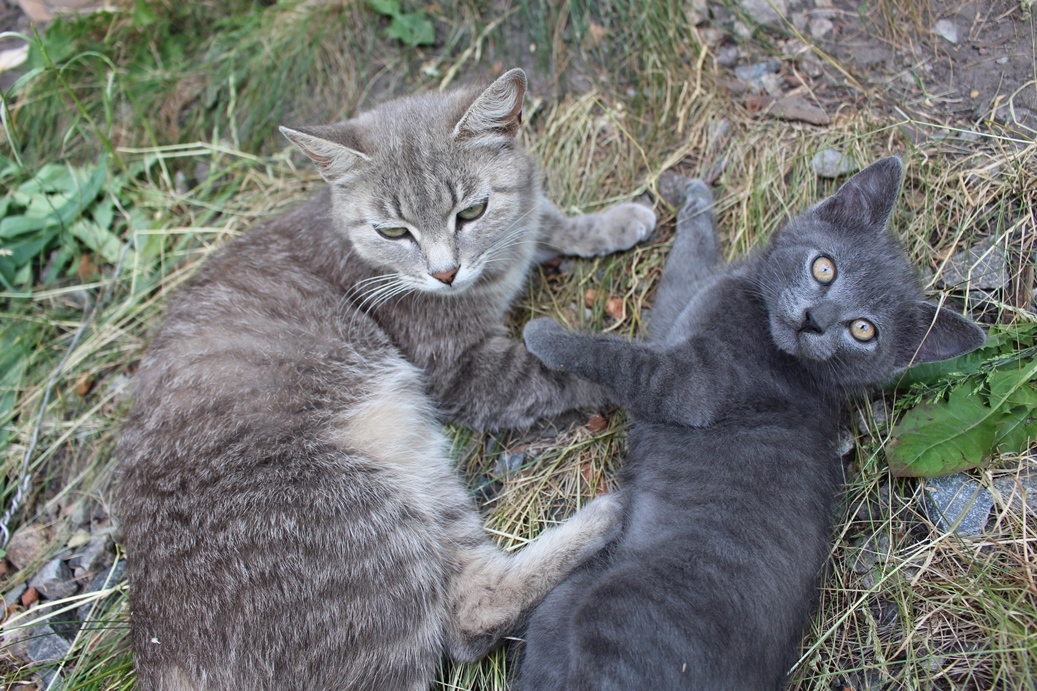 It's still a carefree time next to mom. - My, In good hands, cat, Milota, Longpost