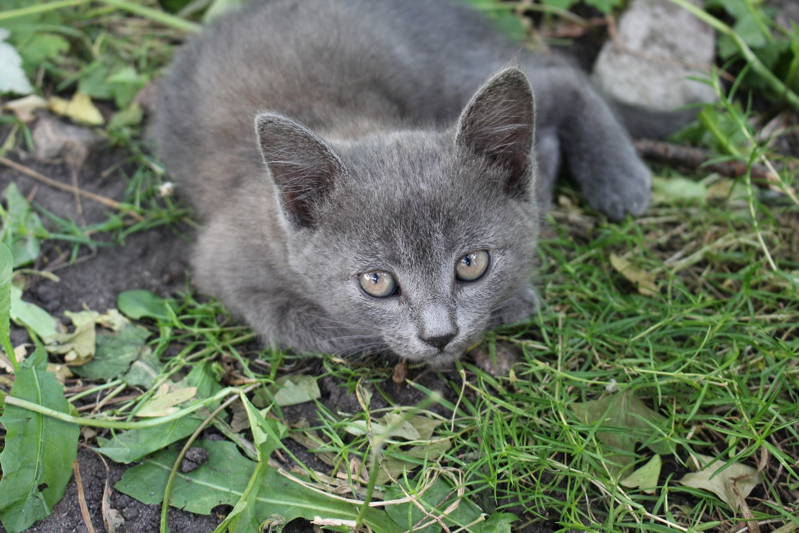 It's still a carefree time next to mom. - My, In good hands, cat, Milota, Longpost