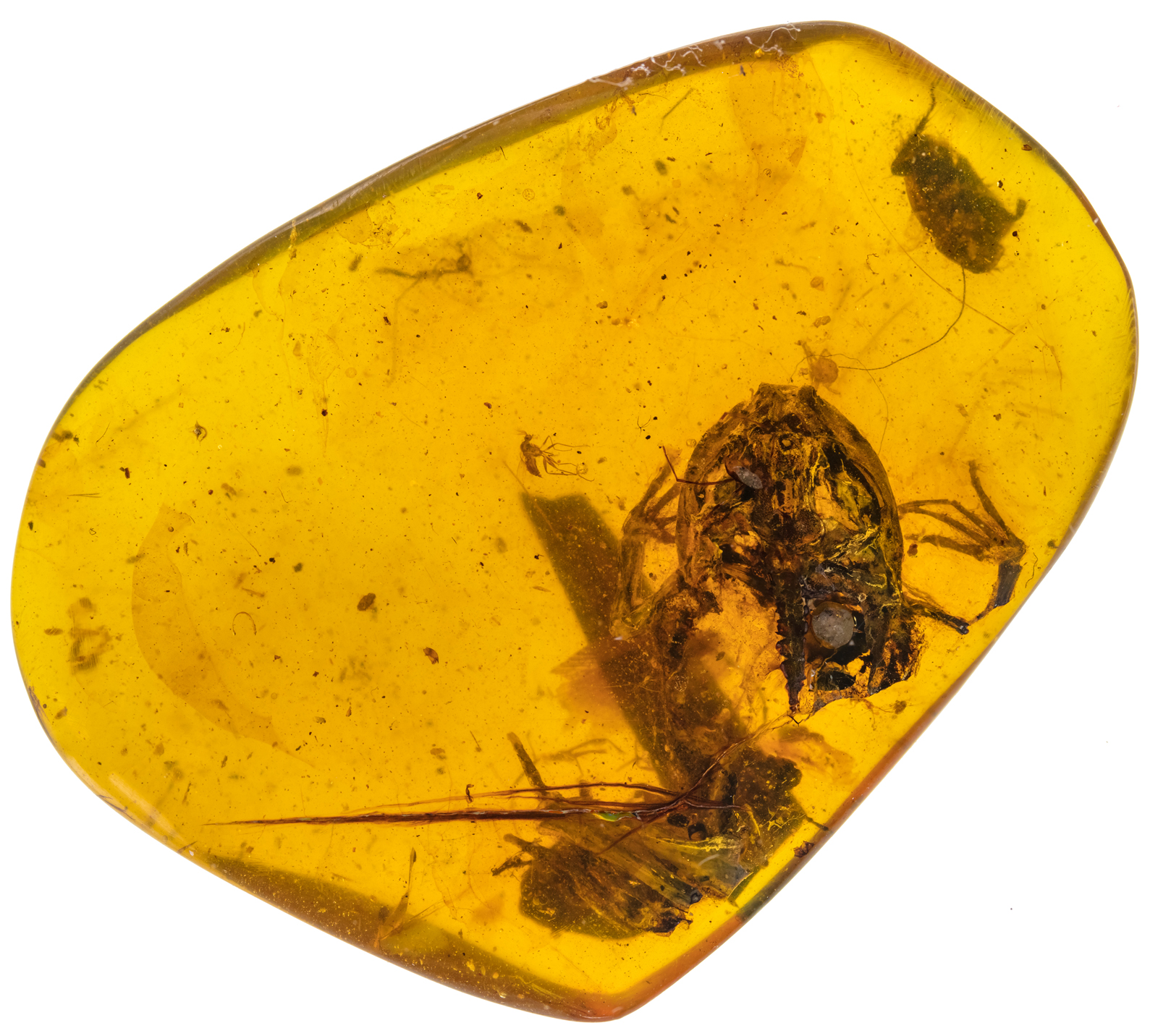 Frog spent 99 million years in amber - , The science, Amber, Frogs, Find, Prehistoric animals, Interesting, Informative, Longpost, Paleontology