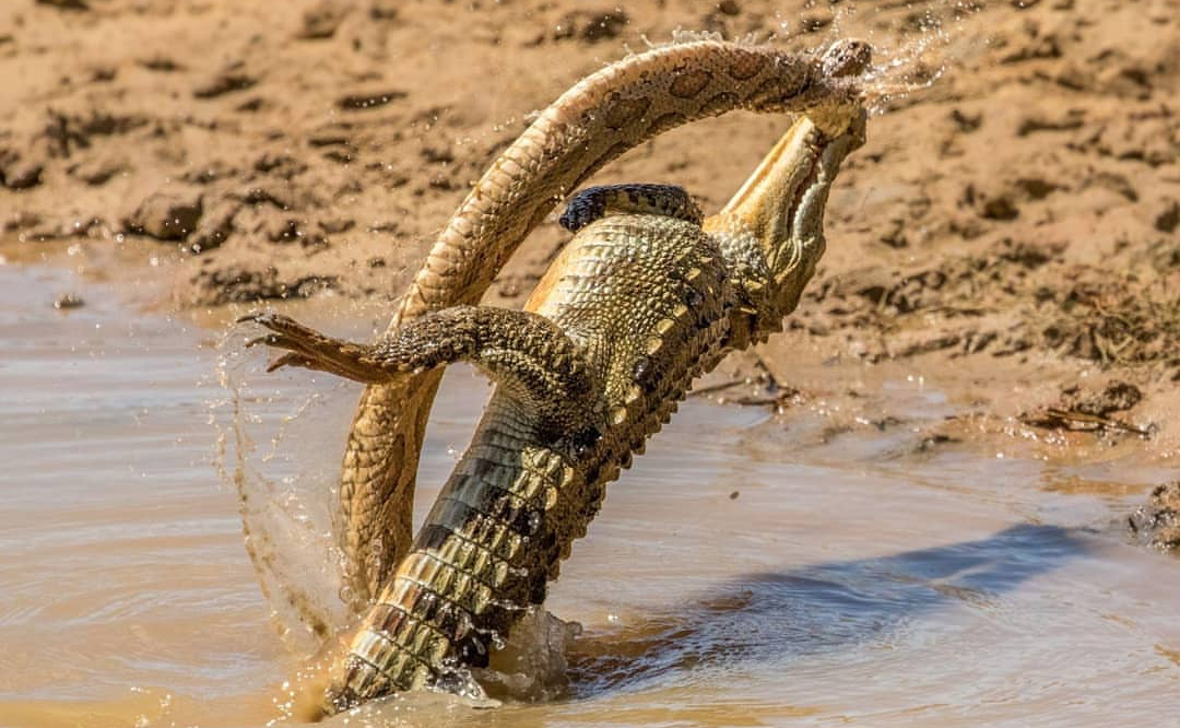 Throw through yourself - Snake, Crocodile, The photo, wildlife, Wild animals, Crocodiles