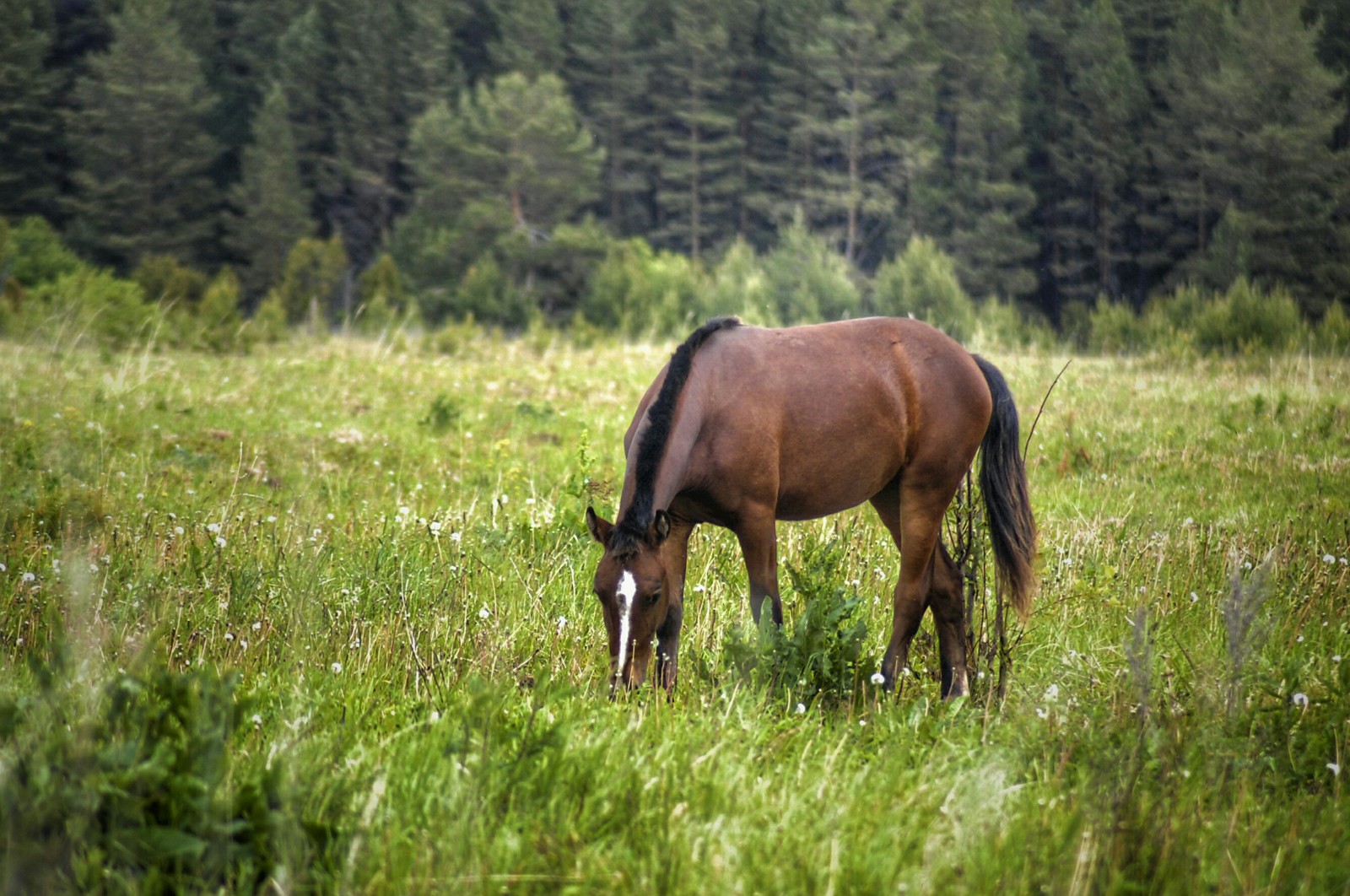 Horses - My, The photo, Animals, Horses, Longpost