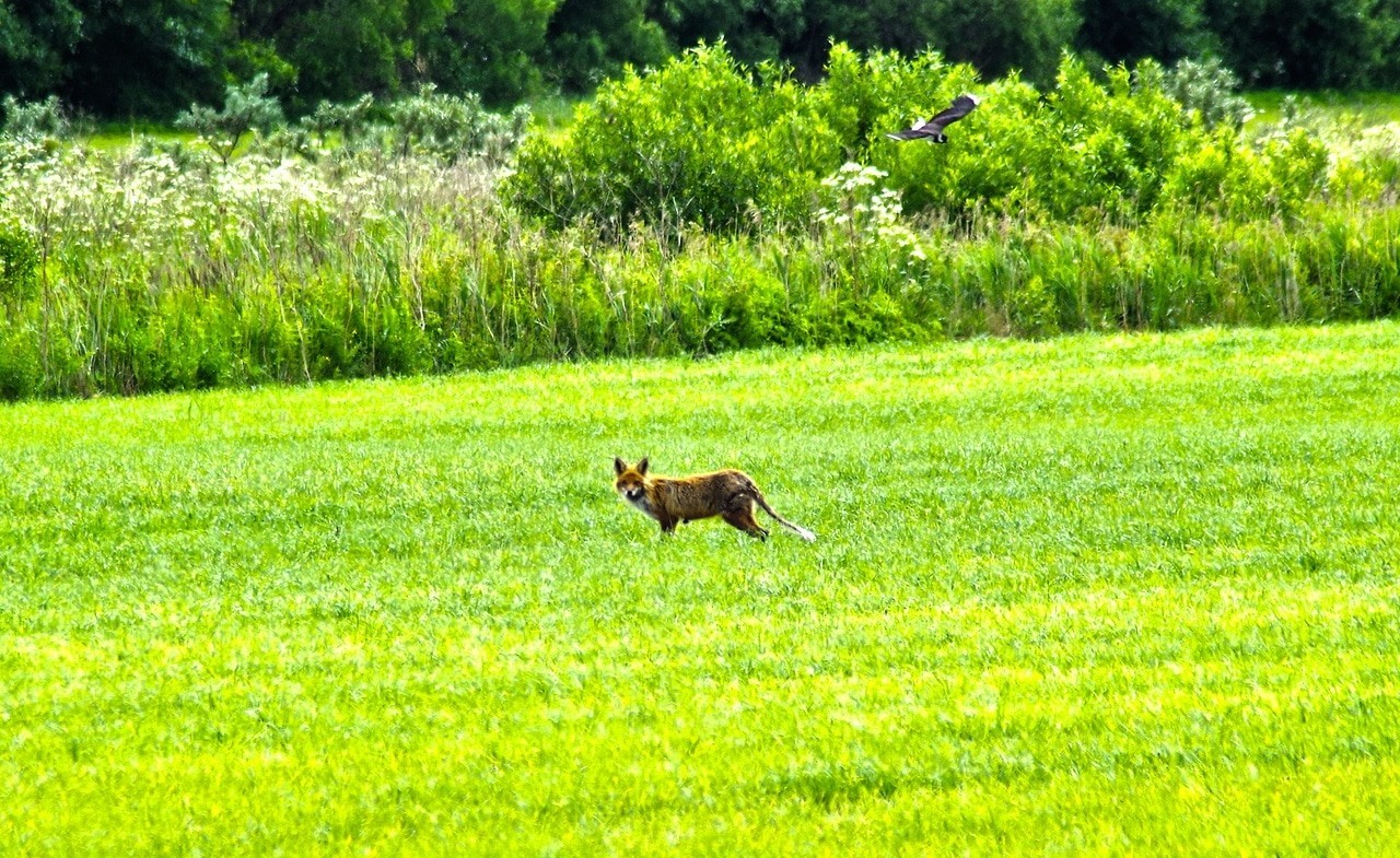 A selection from the zoo. Part 2. Decided! - My, Fox, Longpost, Stork, Giraffe, Rodents, Zoo, Photographer, Travels