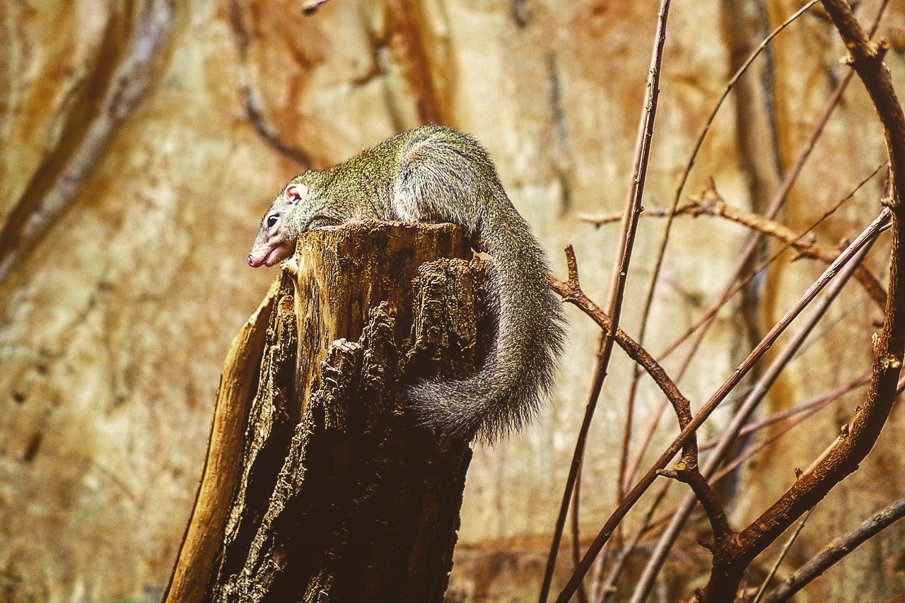 A selection from the zoo. Part 2. Decided! - My, Fox, Longpost, Stork, Giraffe, Rodents, Zoo, Photographer, Travels