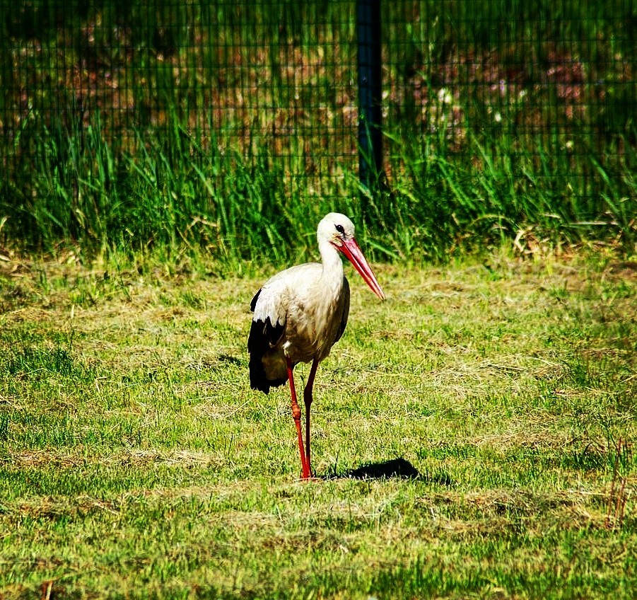 A selection from the zoo. Part 2. Decided! - My, Fox, Longpost, Stork, Giraffe, Rodents, Zoo, Photographer, Travels