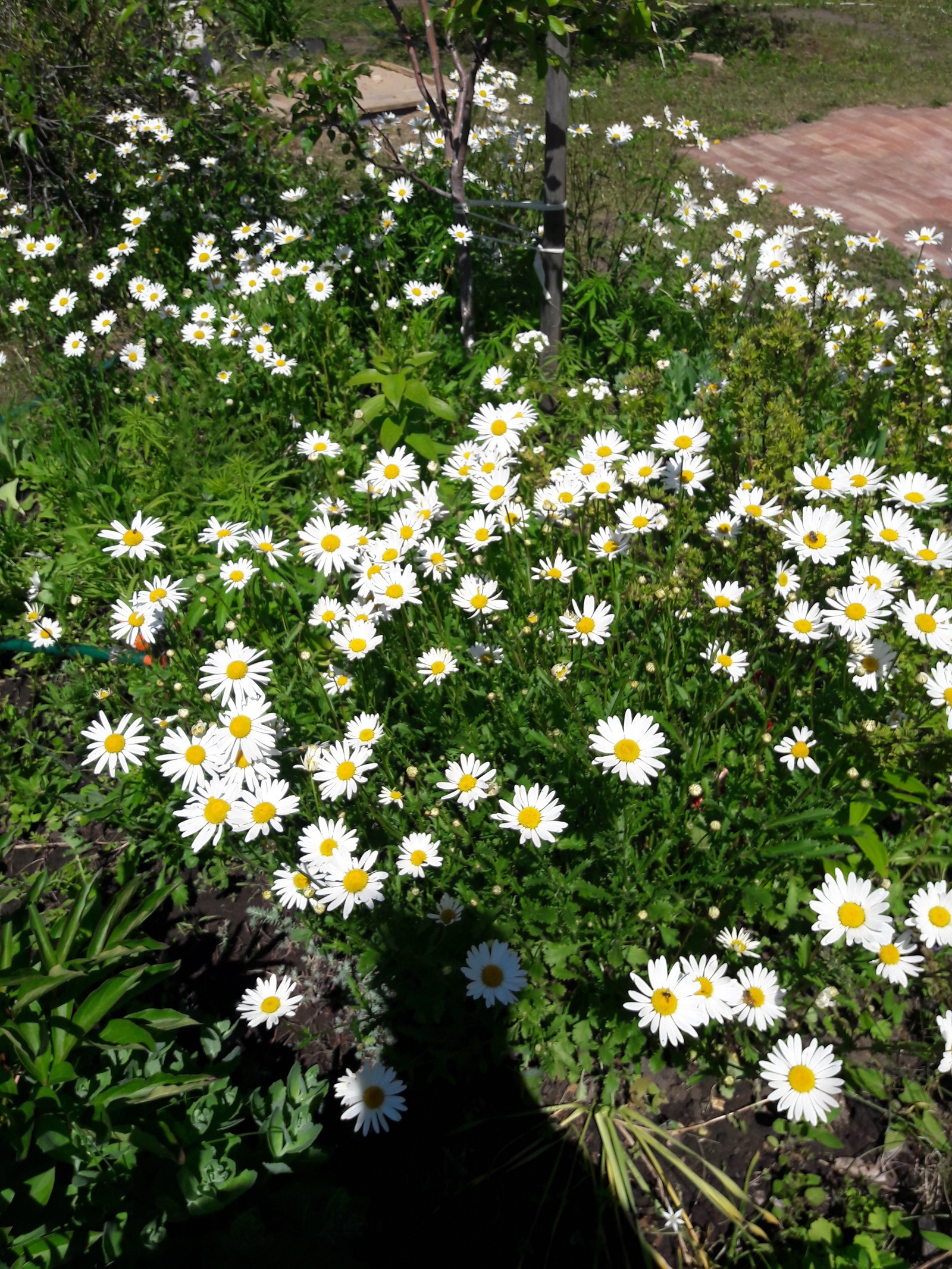 Today at the cottage... - Dacha, Flowers, Longpost