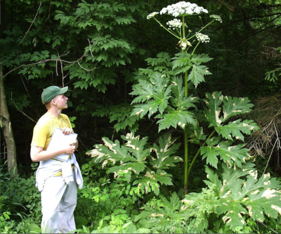 Hogweed attacks - Hogweed, Invasive species