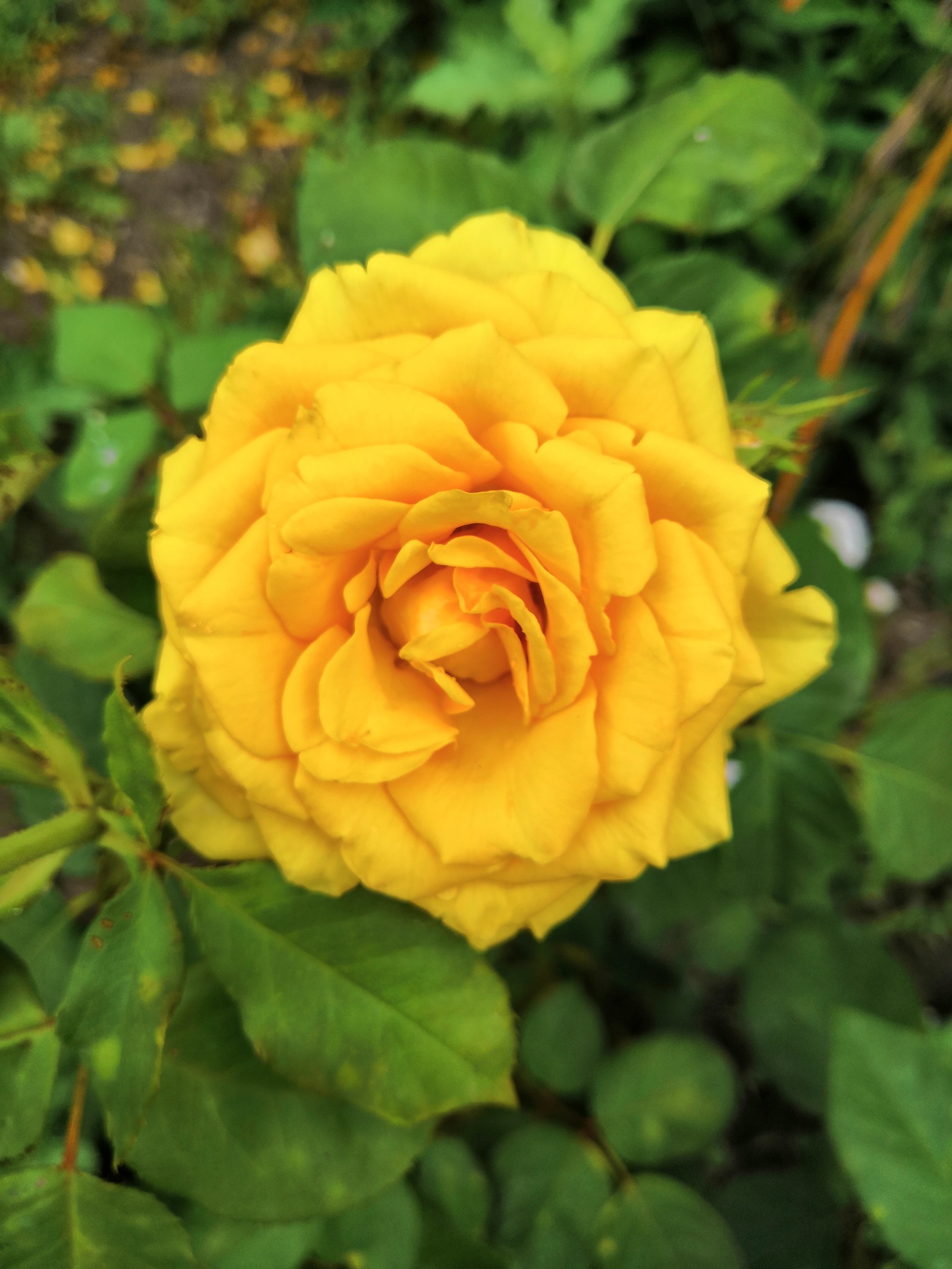 Rest for the eyes after Monday - My, The photo, Flowers, Currant, cat, the Rose, Lily, No filters, Longpost