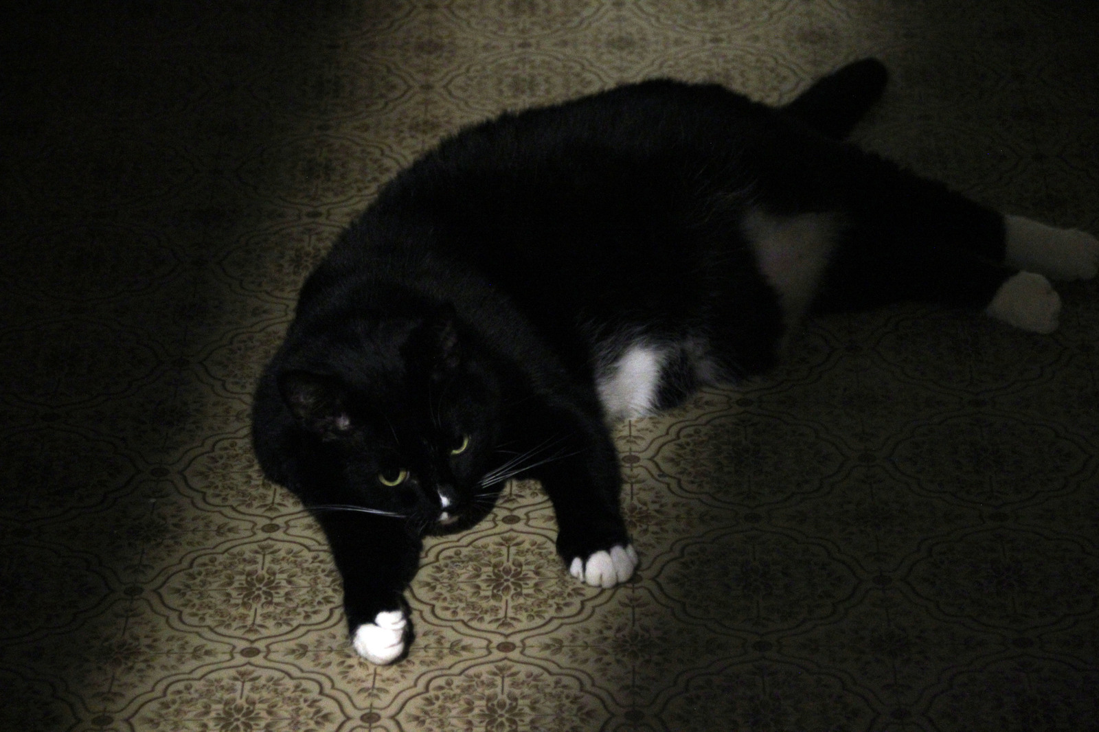 Night vigils - My, cat, Catomafia, A cat named Cat