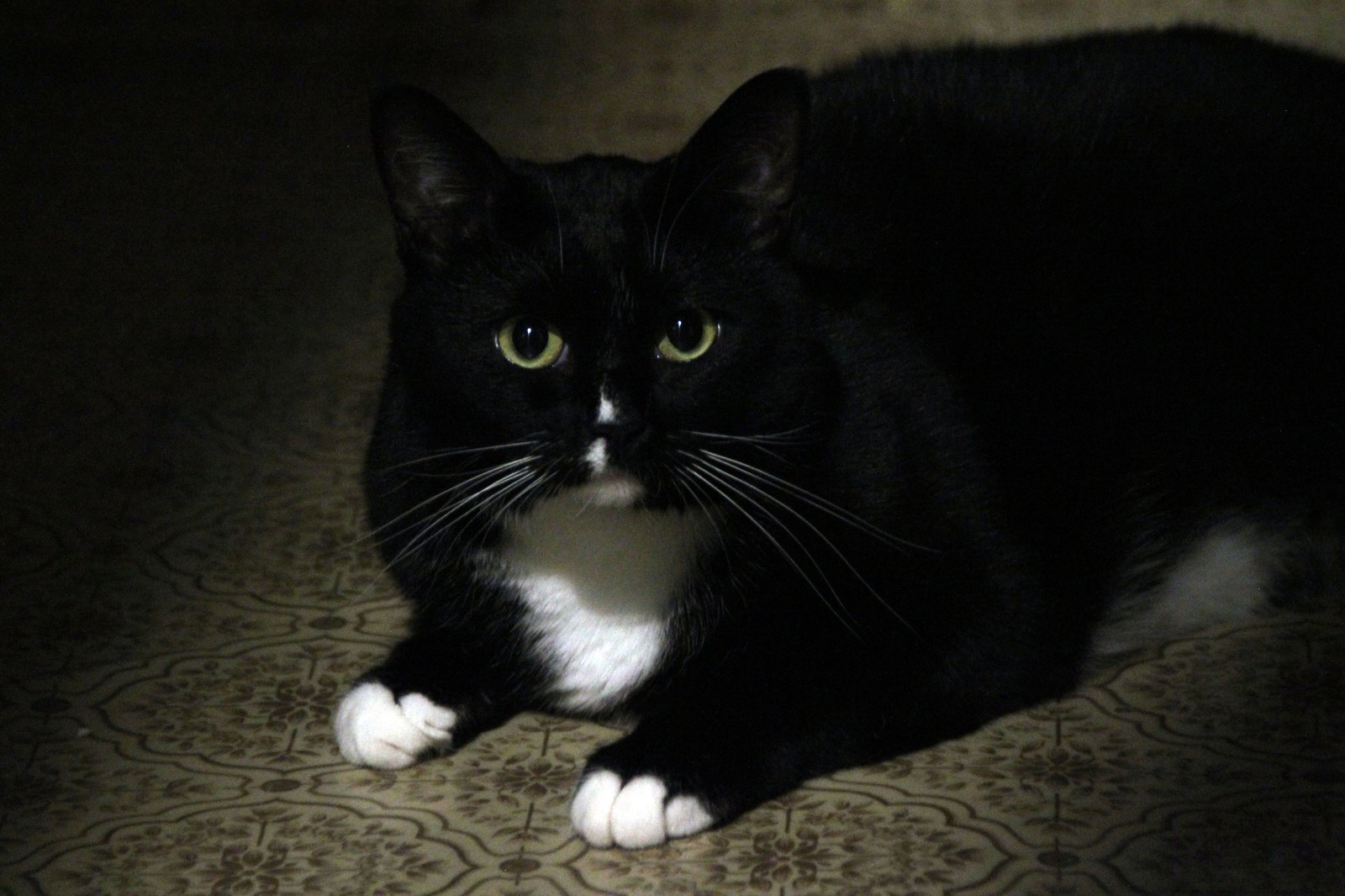 Night vigils - My, cat, Catomafia, A cat named Cat
