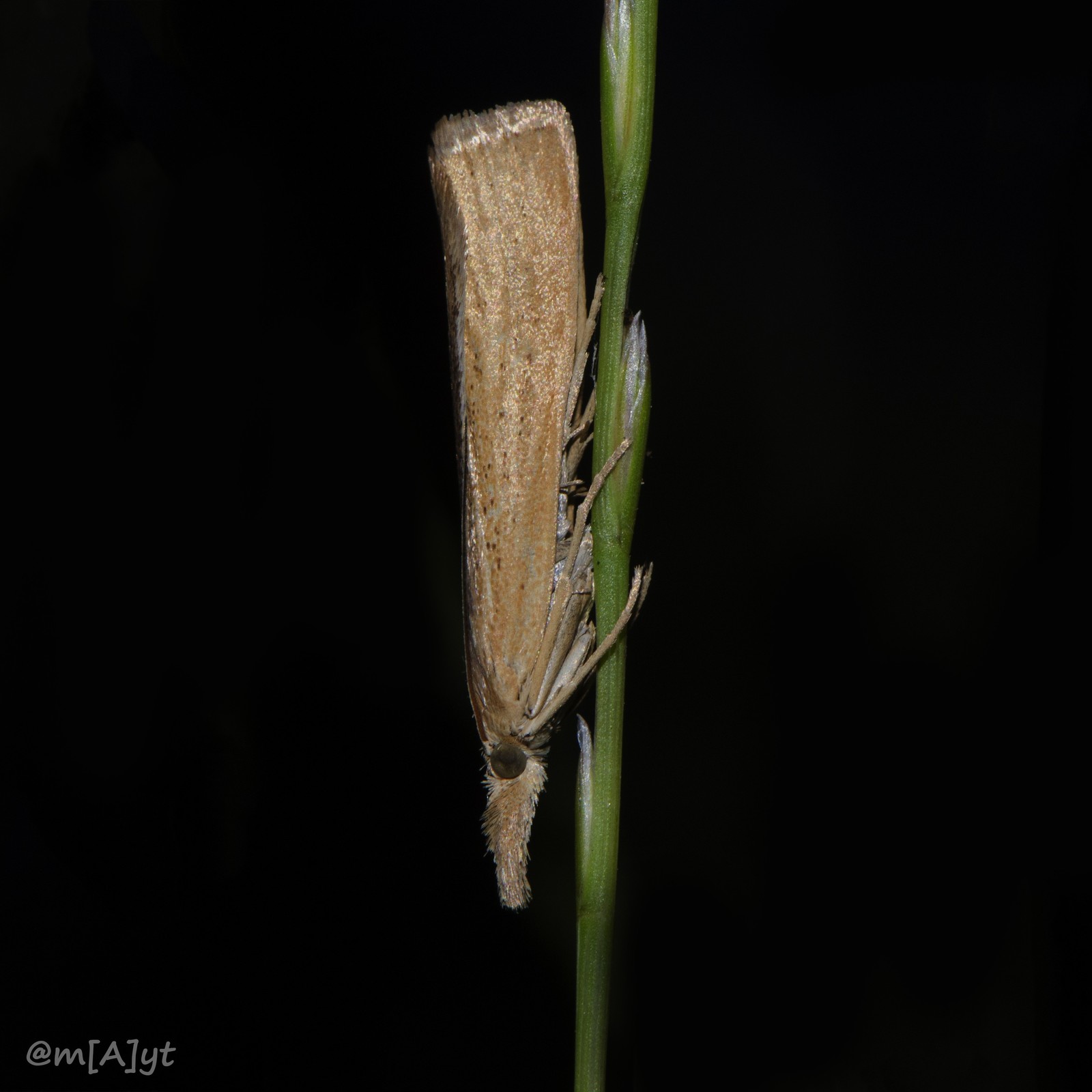 Help identify the insect - Butterfly, Insects, The photo