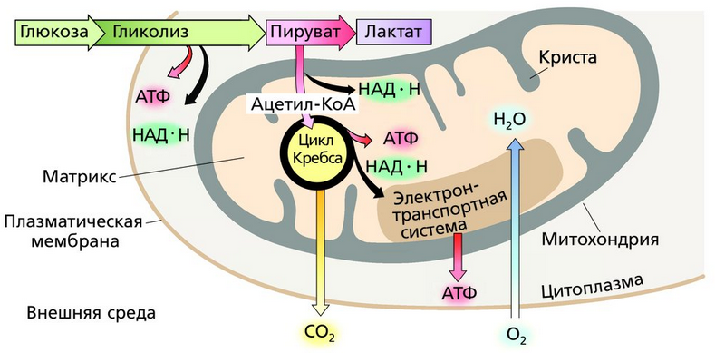 Lactate and alactate mechanisms of energy supply - My, Workout, Glycolysis, Creatine, , , , , Longpost