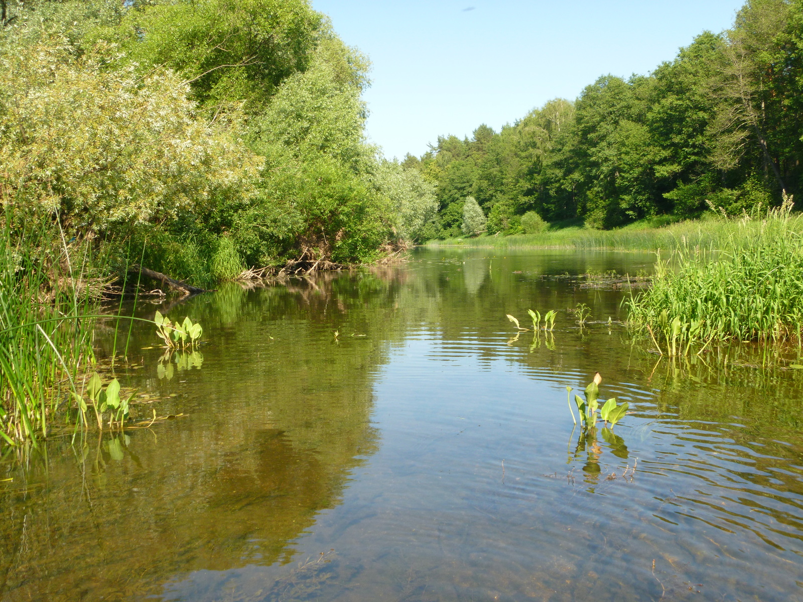 June on the river - My, Fishing, River, Relaxation, Video, Longpost, A fish, Carp