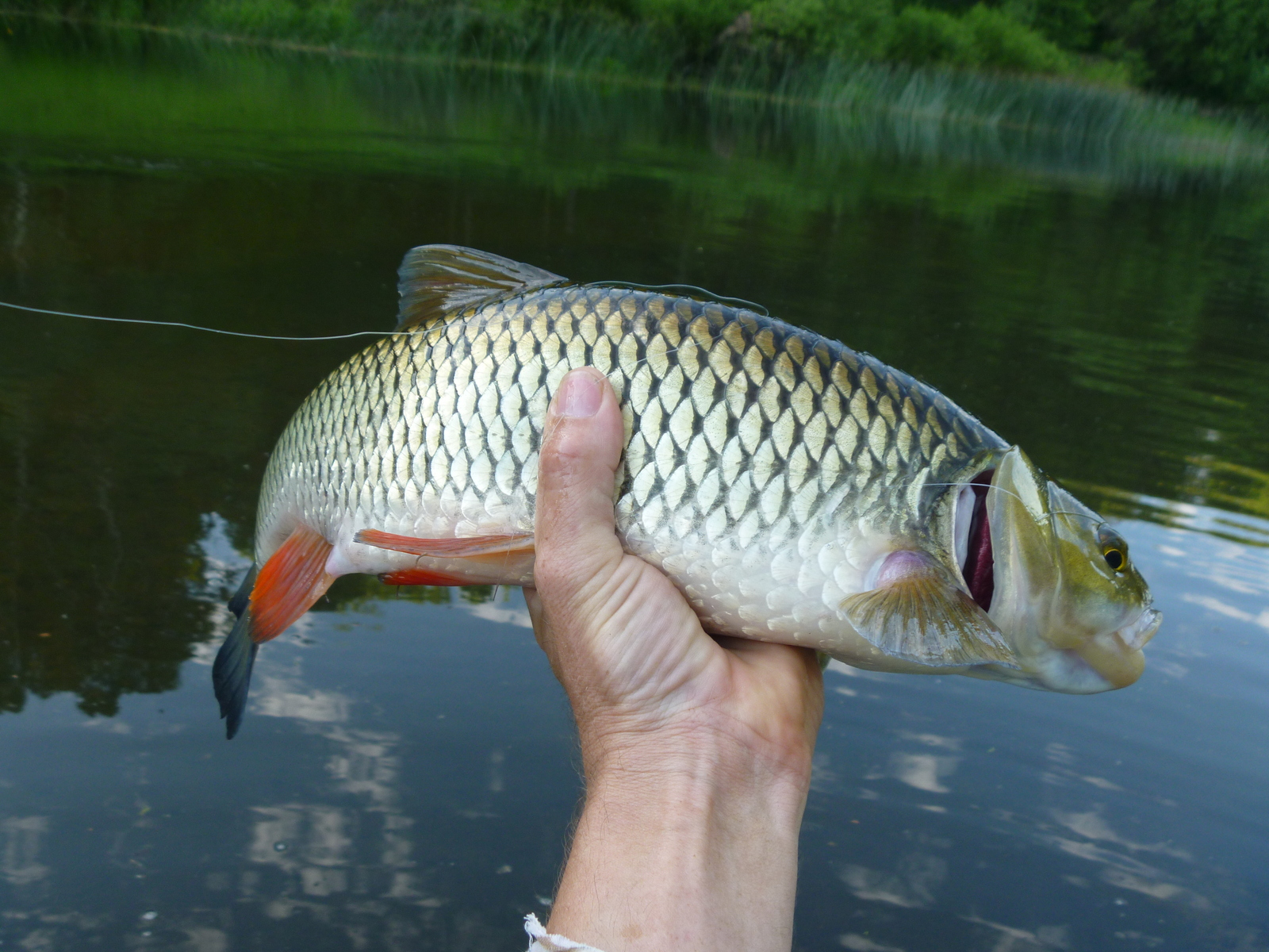 June on the river - My, Fishing, River, Relaxation, Video, Longpost, A fish, Carp