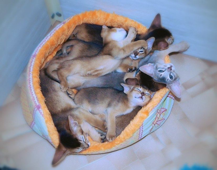 Here's a basket of Abyssinian kittens - My, Abyssinian cat, cat, Kittens