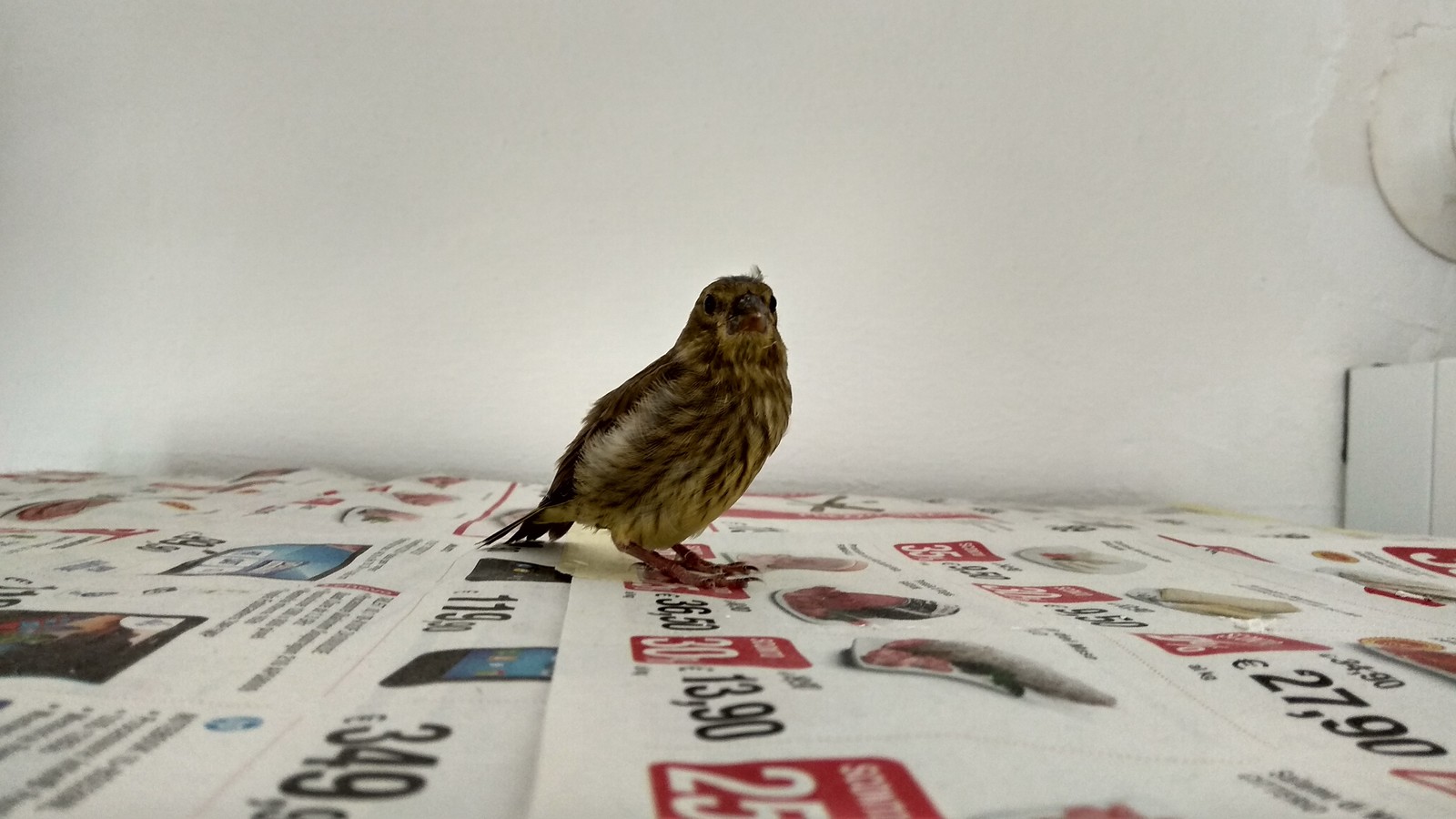 Flew into the apartment... - Sparrow, Chick, Birds