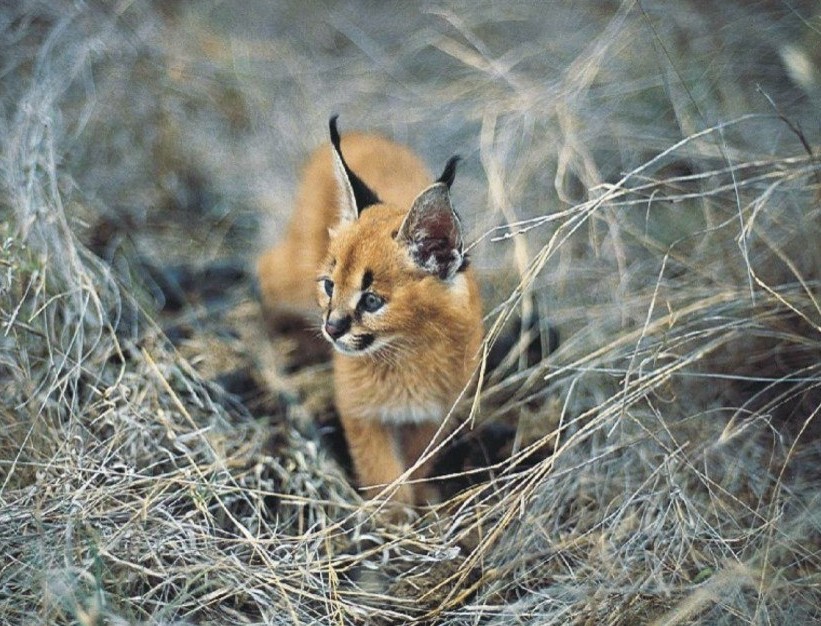 Caracal kitten - Animals, Caracal, The photo