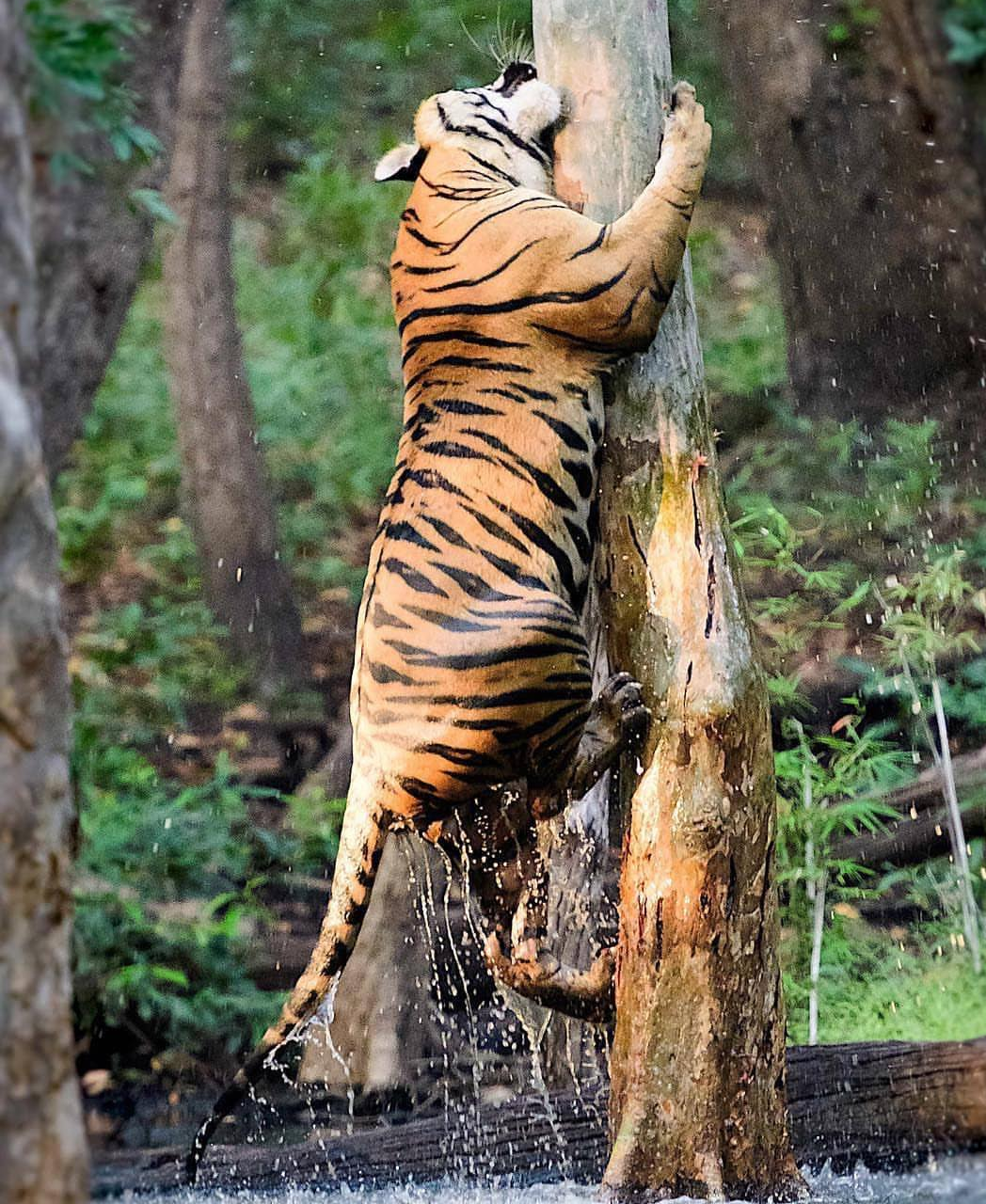 woodwork - Tiger, Tree, The photo