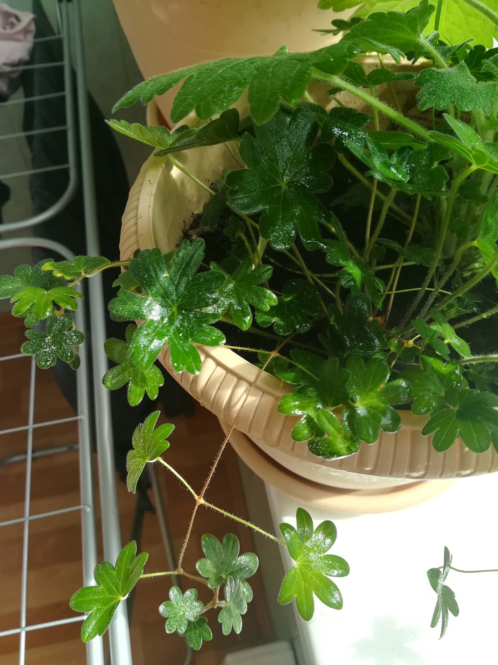 Help identifying a plant? - Floriculture, Flowers, Post #10184797, Help, Longpost