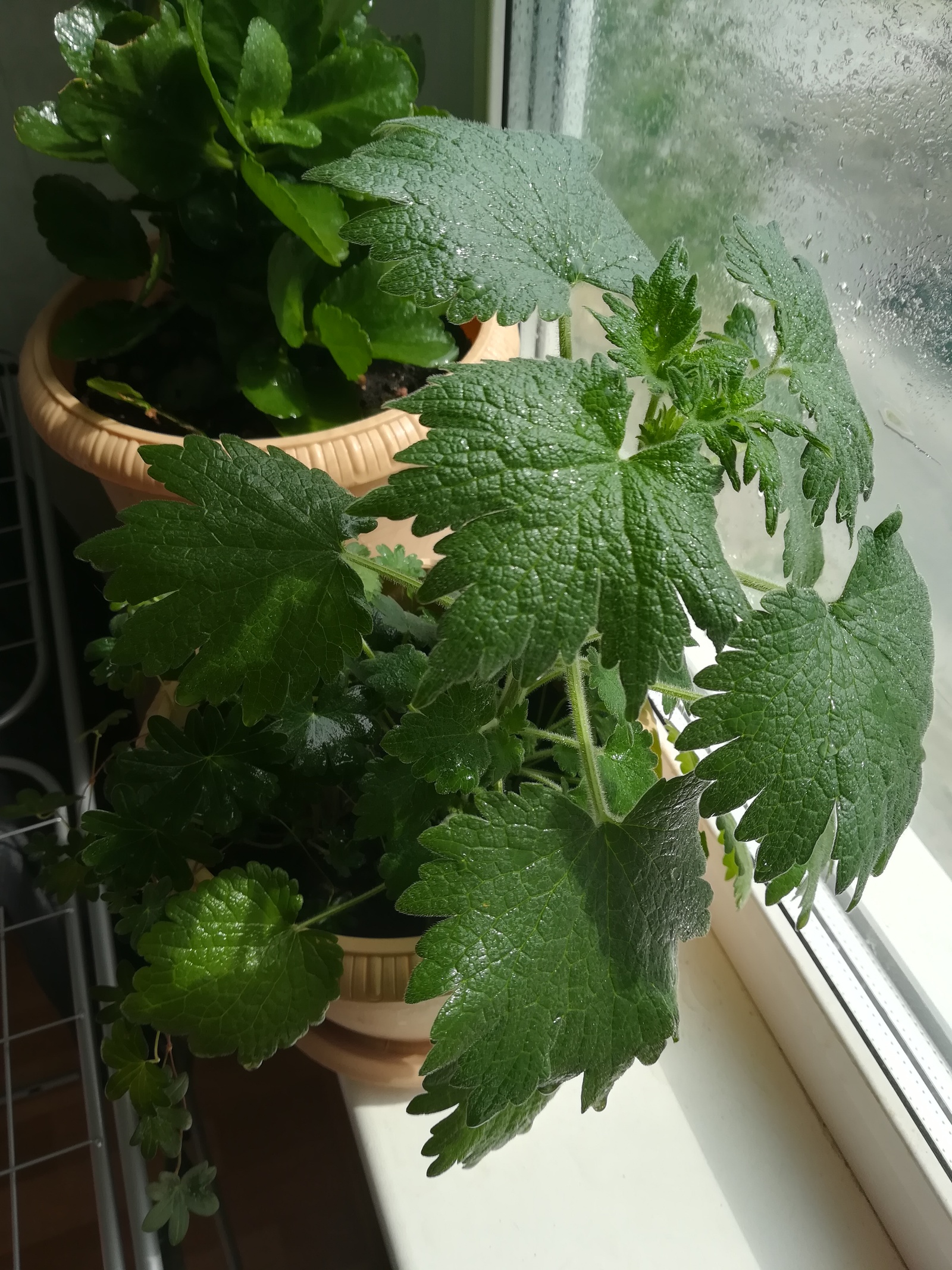 Help identifying a plant? - Floriculture, Flowers, Post #10184797, Help, Longpost