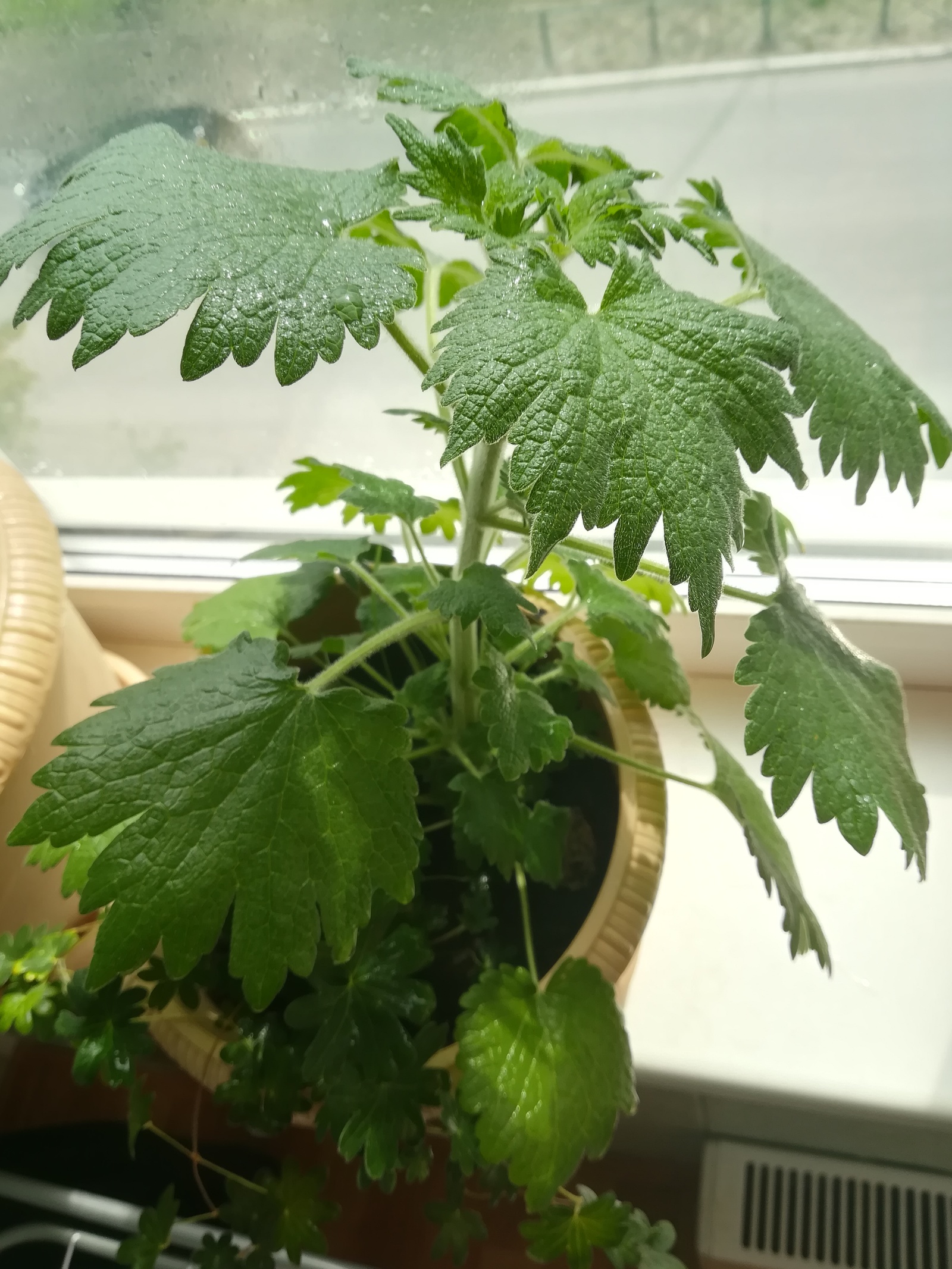 Help identifying a plant? - Floriculture, Flowers, Post #10184797, Help, Longpost