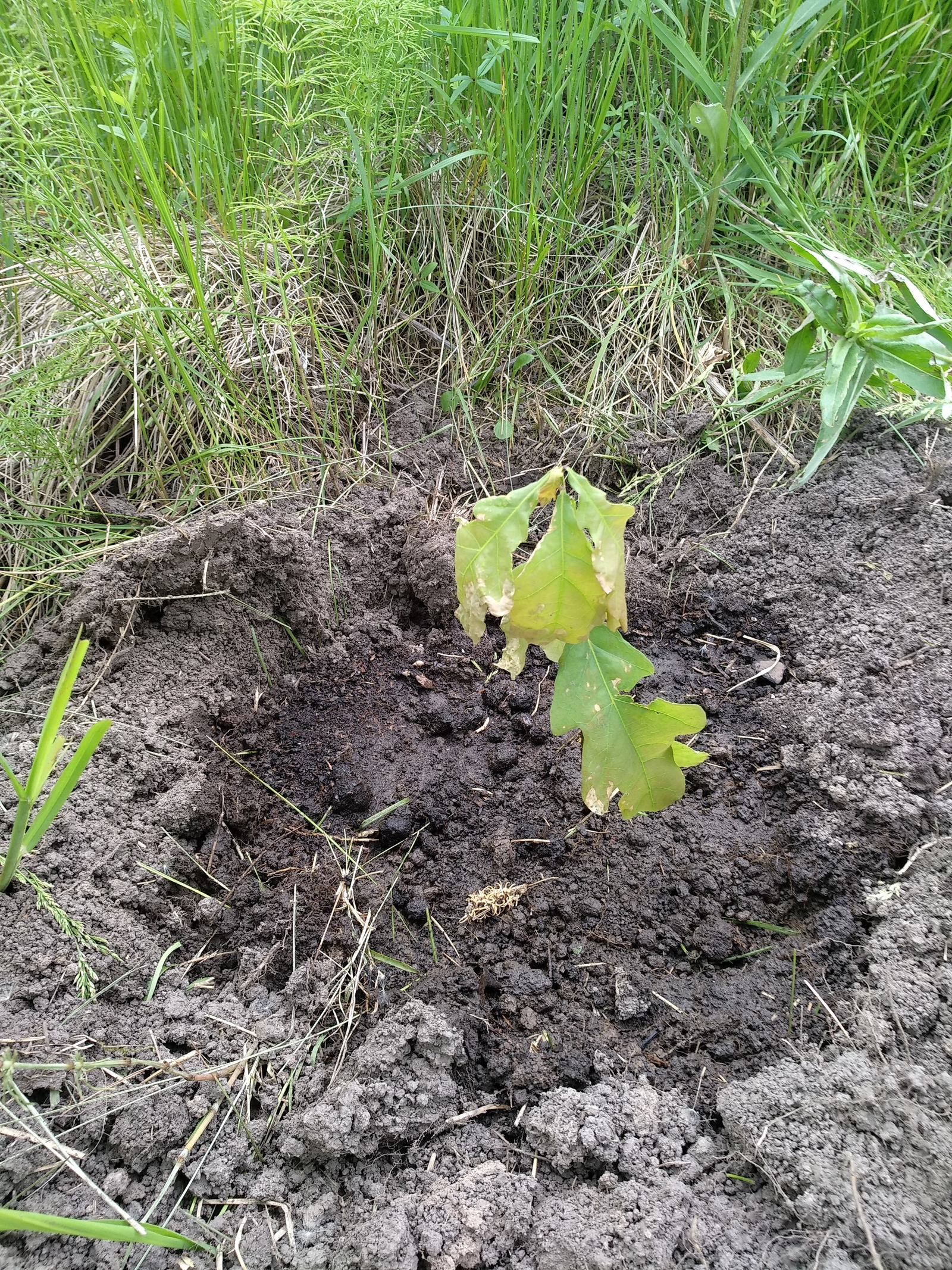 My planted oaks - My, Oak, , Oaks, Longpost