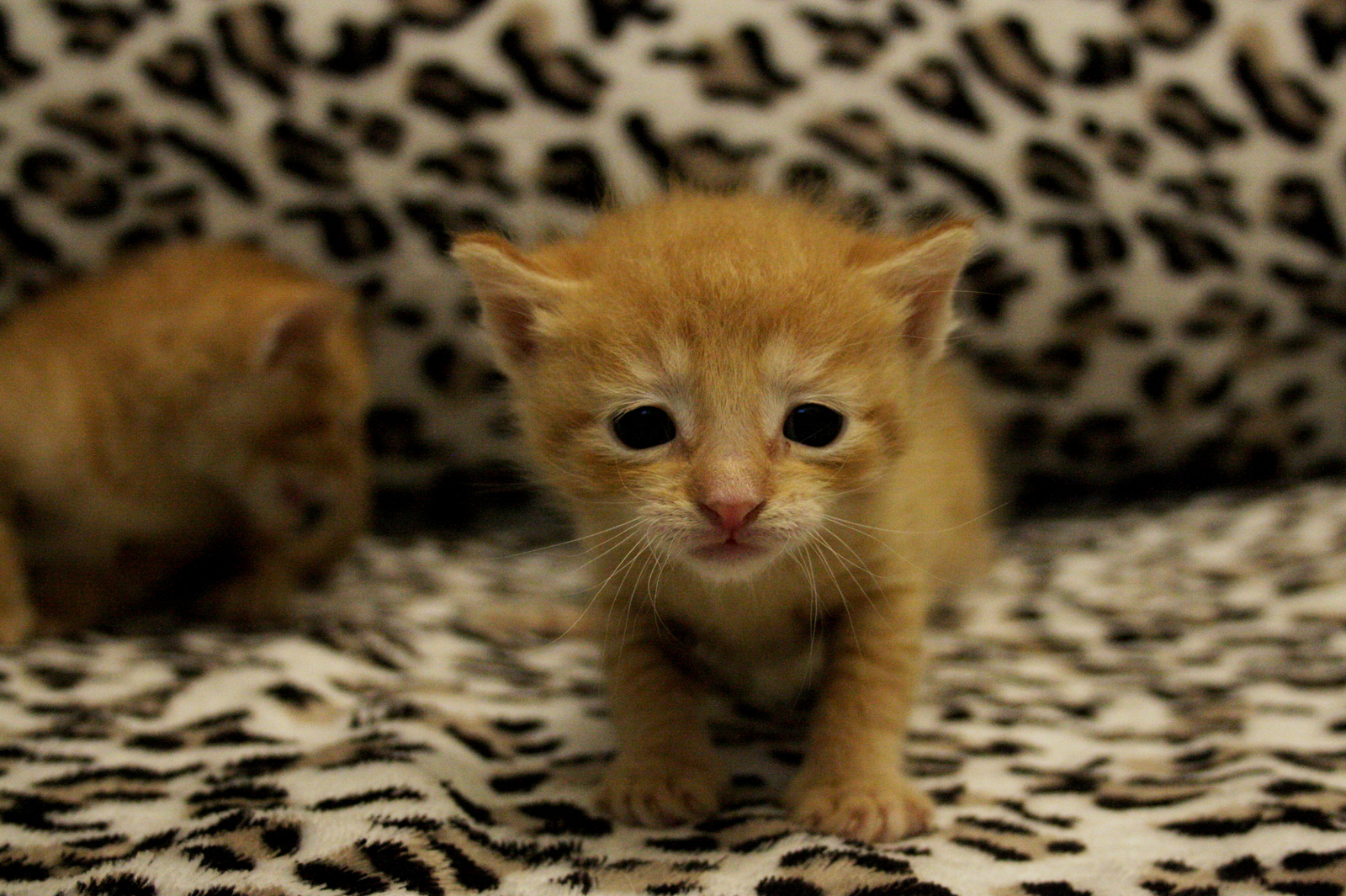 Three red suns! - My, cat, Kittens, , Redheads, Longpost