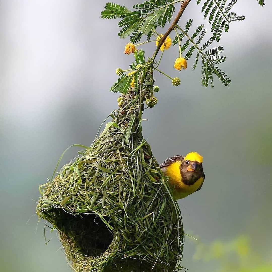 It's not building bricks for you - Nest, Tree