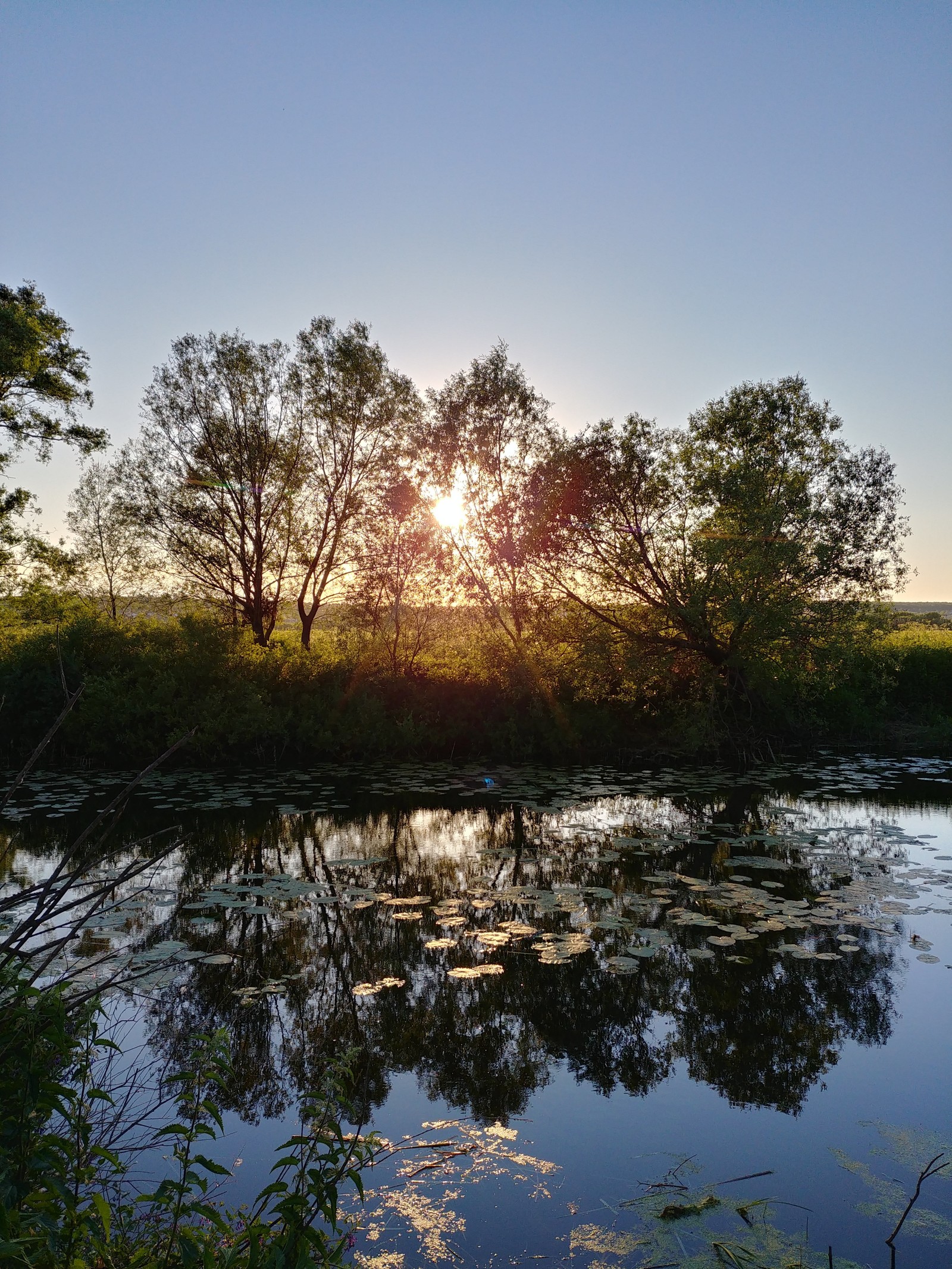 Nature of Voronezh - My, Pond, Nature, Longpost