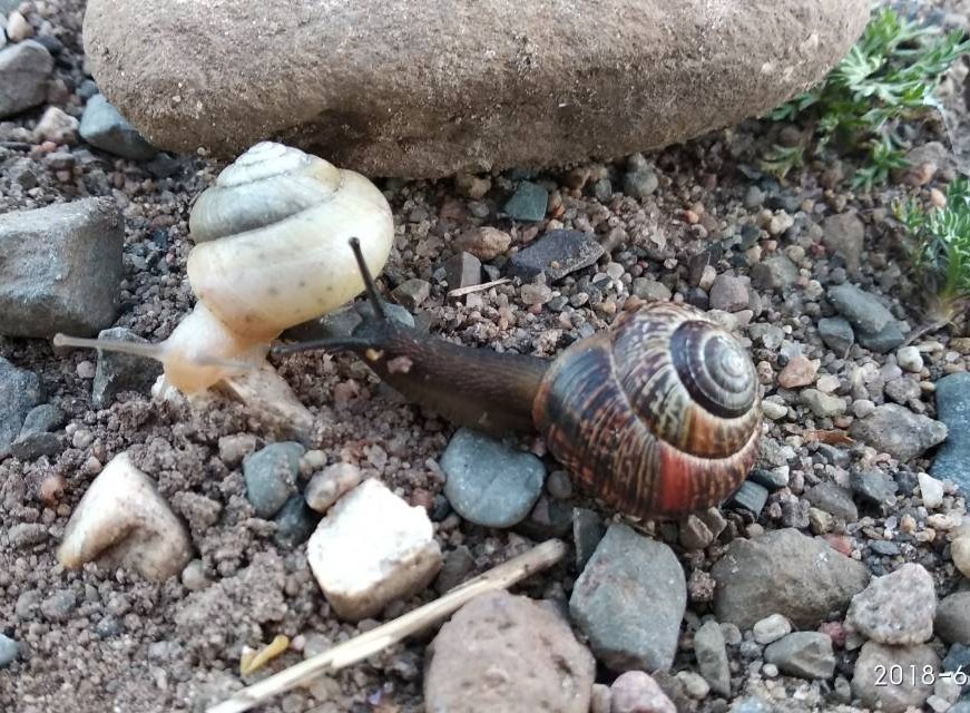 albino snail - My, Nature, Albino, Longpost