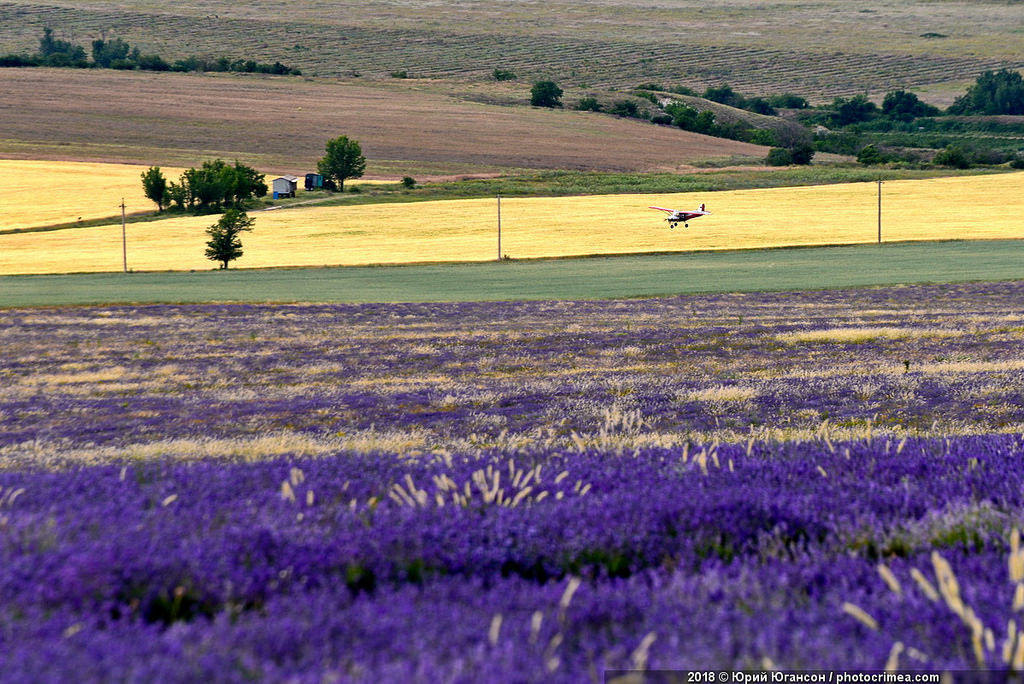 Crimea, lavender and sunset - Crimea, Lavender, , Longpost