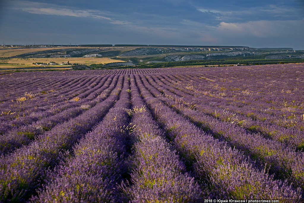 Crimea, lavender and sunset - Crimea, Lavender, , Longpost