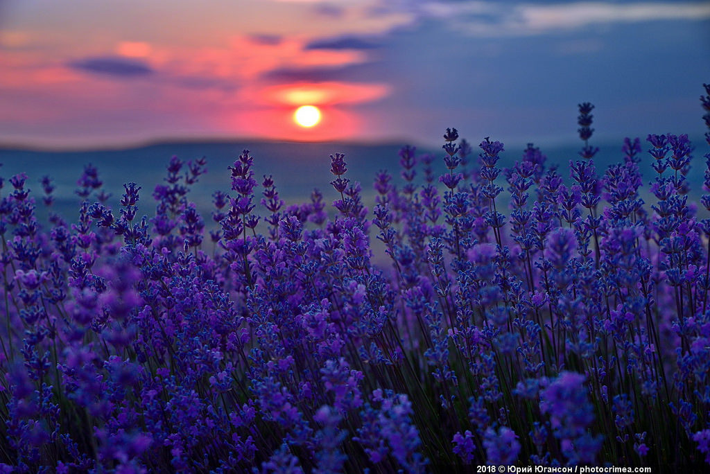 Crimea, lavender and sunset - Crimea, Lavender, , Longpost